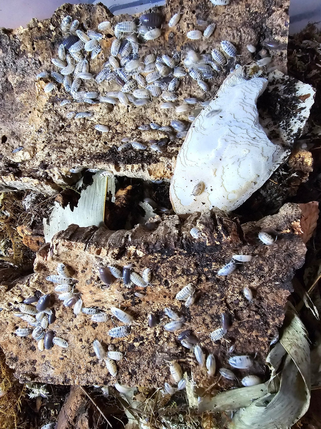 Care for Dairy Cow Isopods - Isopods For Sale UK | PostPods