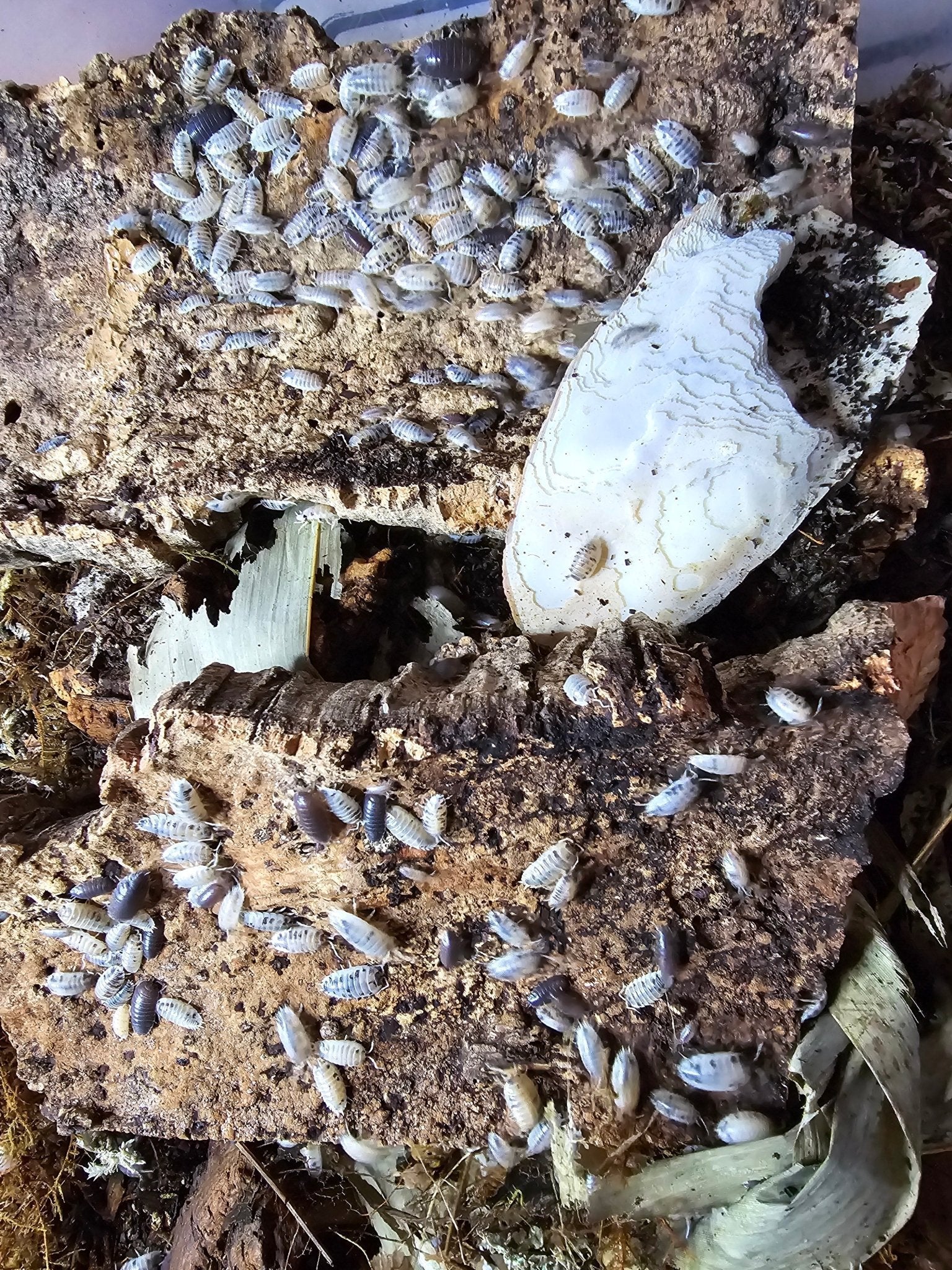 Care for Dairy Cow Isopods - Isopods For Sale UK | PostPods