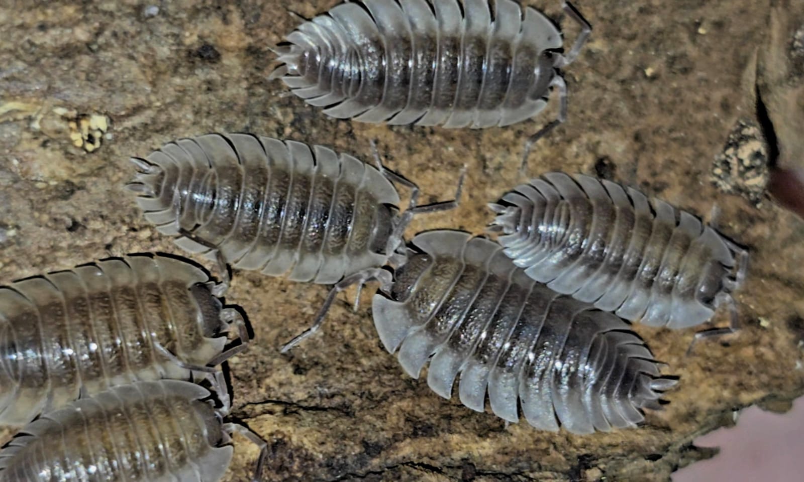 Several ridged grey-brown isopods on pale brown bark, two of them cut off at the left edge.