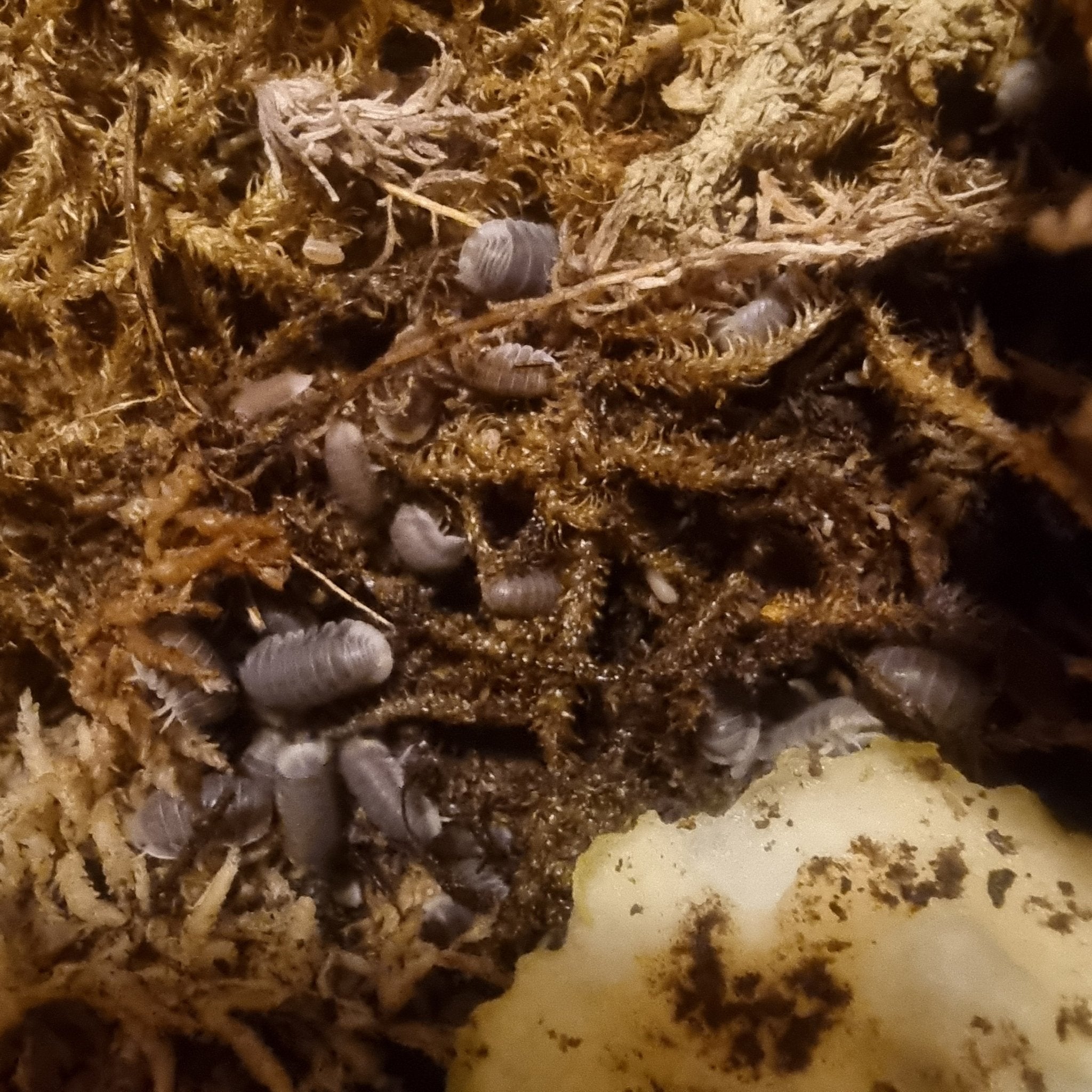 Different types of cubaris sp (species) Isopods - Isopods For Sale UK | PostPods