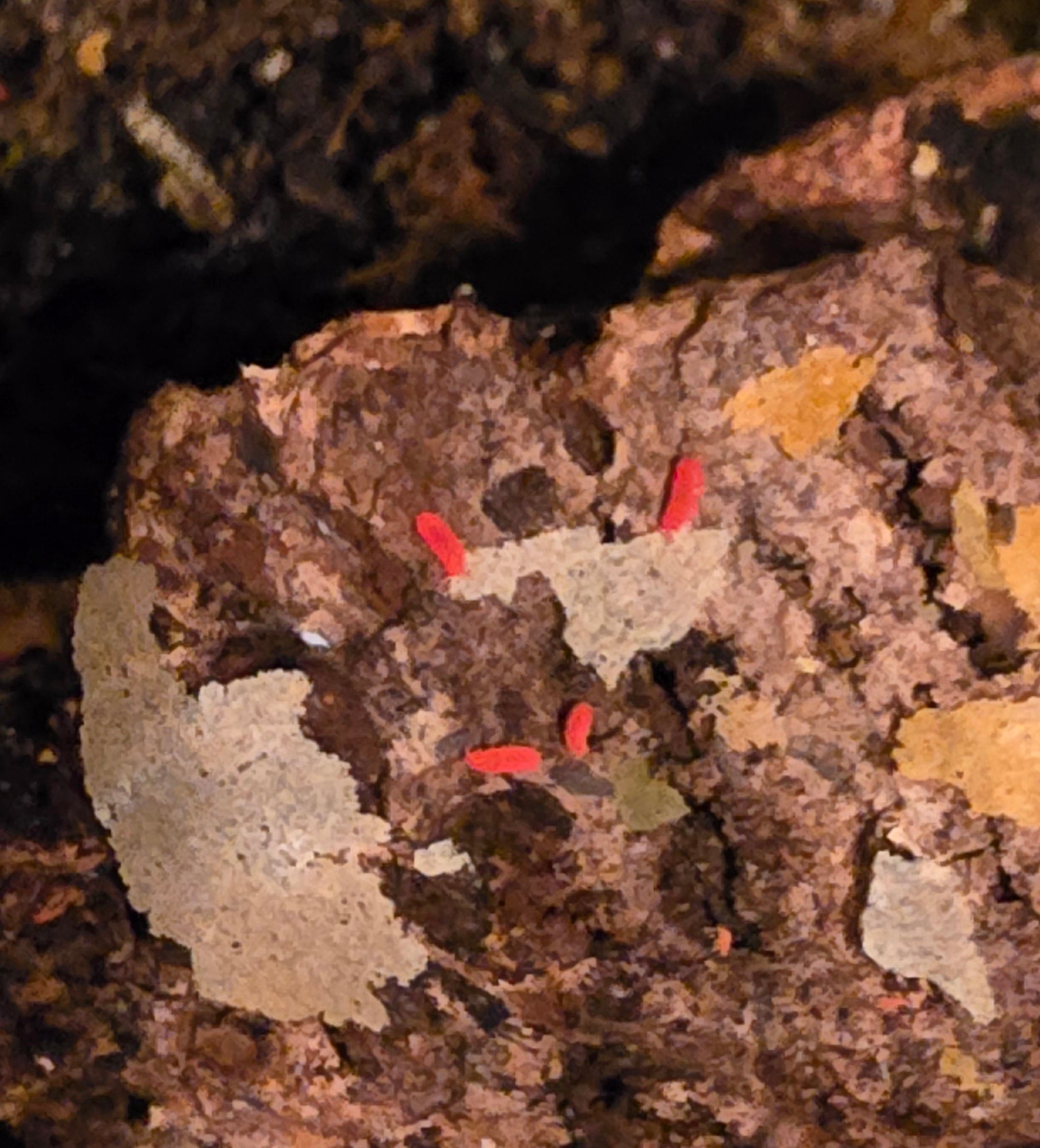 Several tiny bright red springtails on a lump of dark brown substrate patched with pale grey, some half hidden.