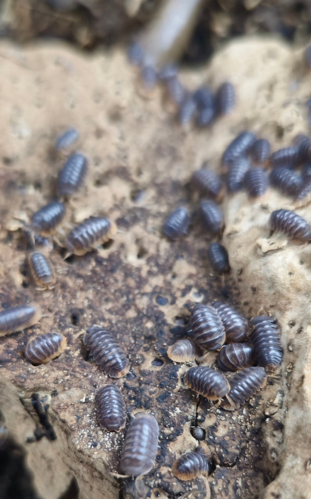 The Life Of An Isopod - Isopods For Sale UK | PostPods