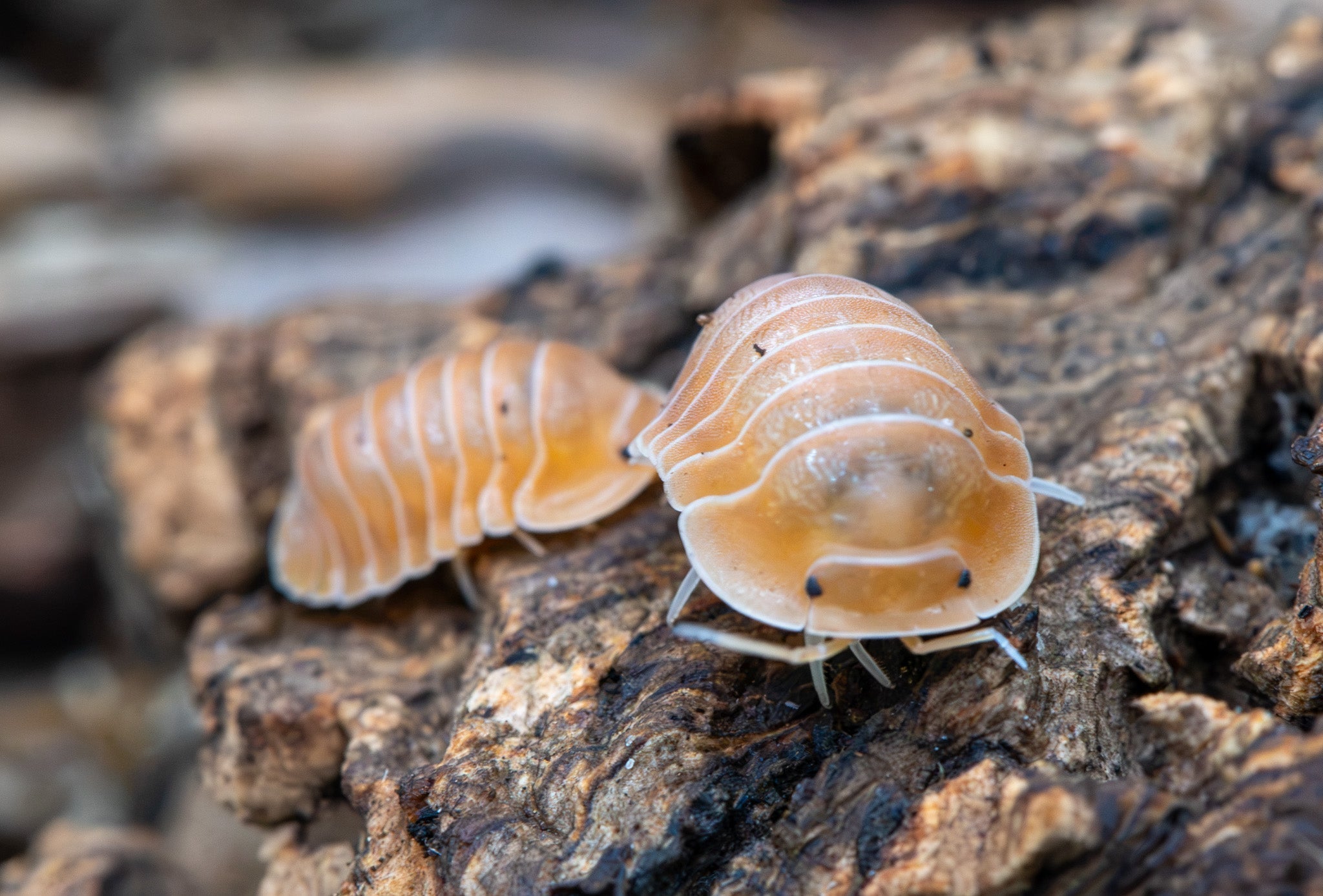 Two peach-orange isopods on dark bark, the nearer one facing the camera with black eyes and pale legs.