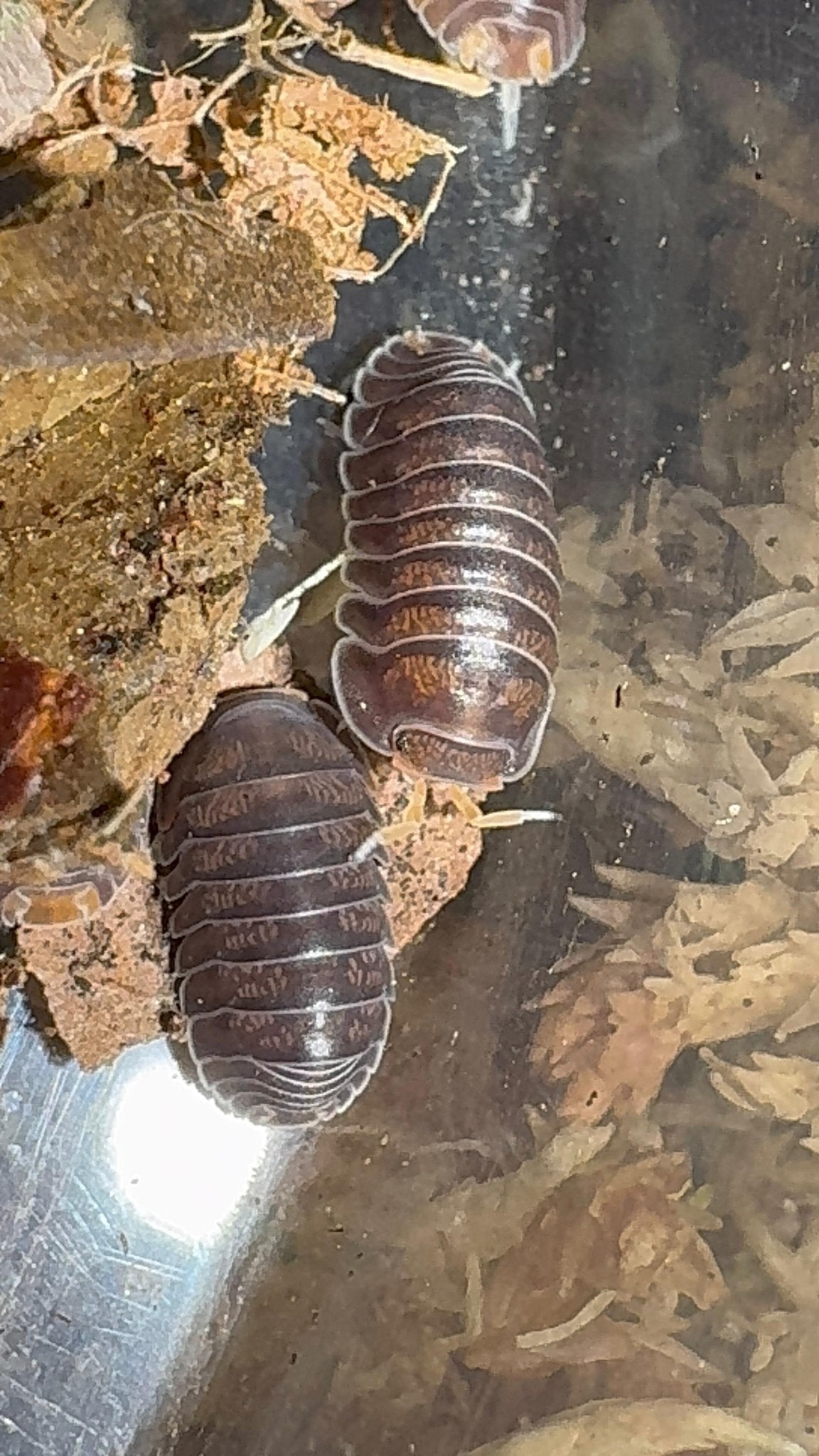 Two dark brown isopods mottled with orange, pale antennae out, on dark ground strewn with leaf bits, more cut off at the top and left edges.