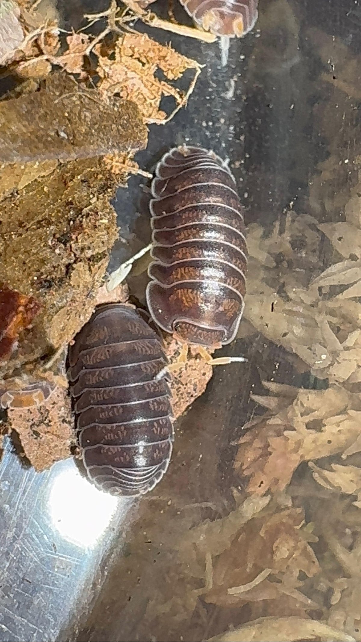 Two dark brown isopods mottled with orange, pale antennae out, on dark ground strewn with leaf bits, more cut off at the top and left edges.