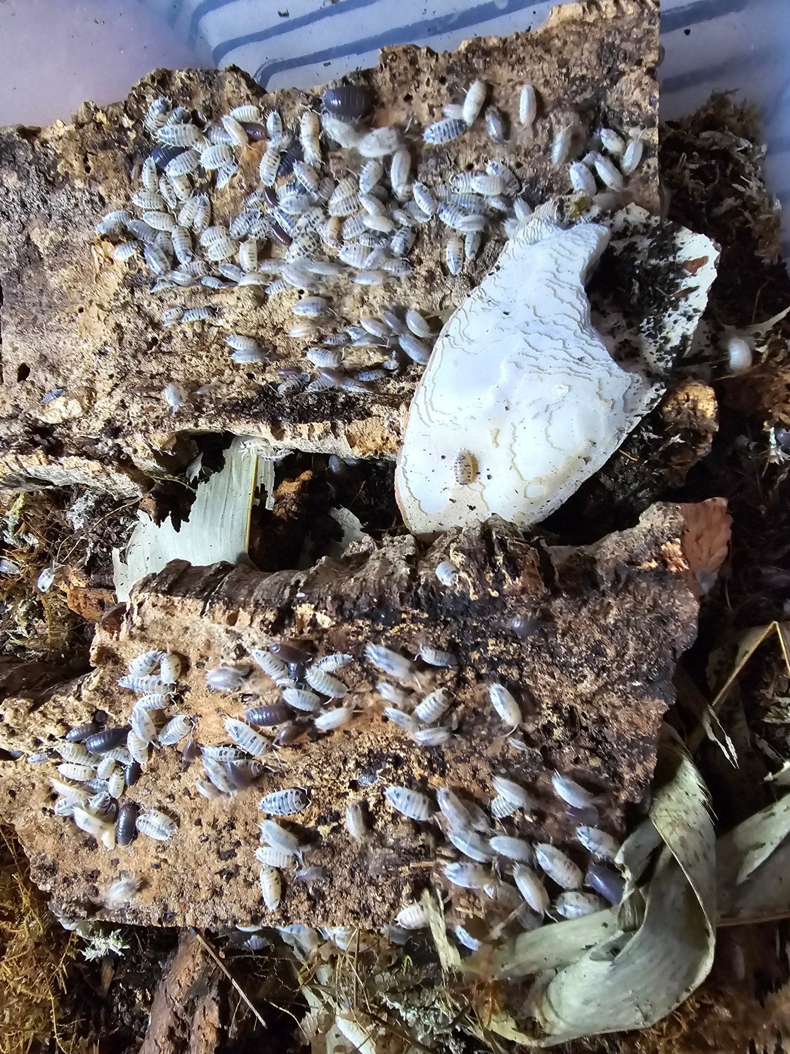 Pale grey isopods massed over two slabs of cork bark beside a white cuttlebone and dried leaves.