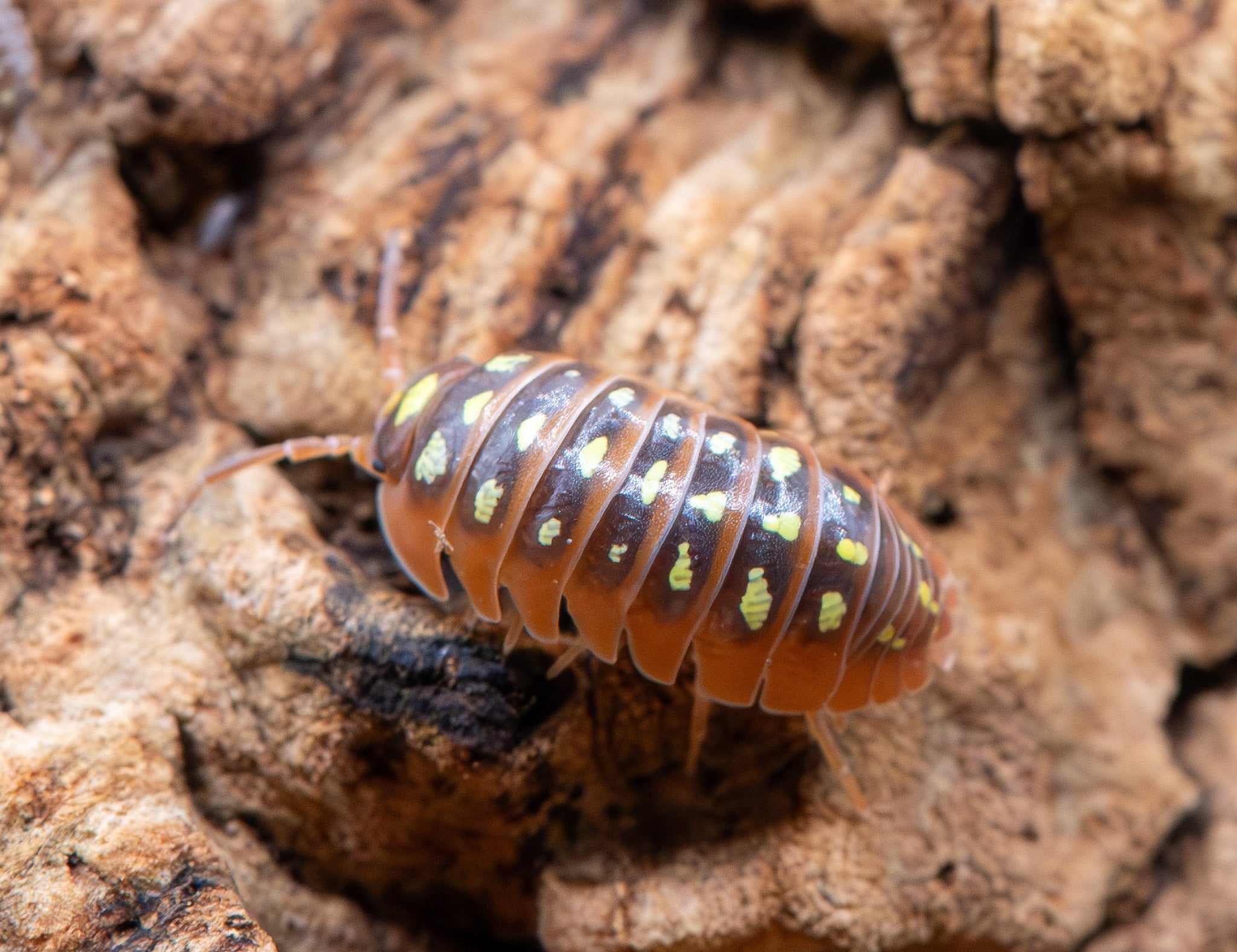 An isopod with a dark brown back scattered with pale yellow spots and orange sides, on pale cork bark.
