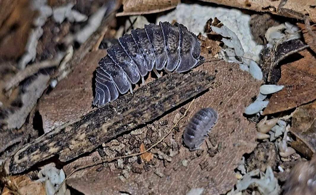 A large bumpy grey-purple isopod on a dark twig with a smaller pale one nearby, among dry leaf litter.