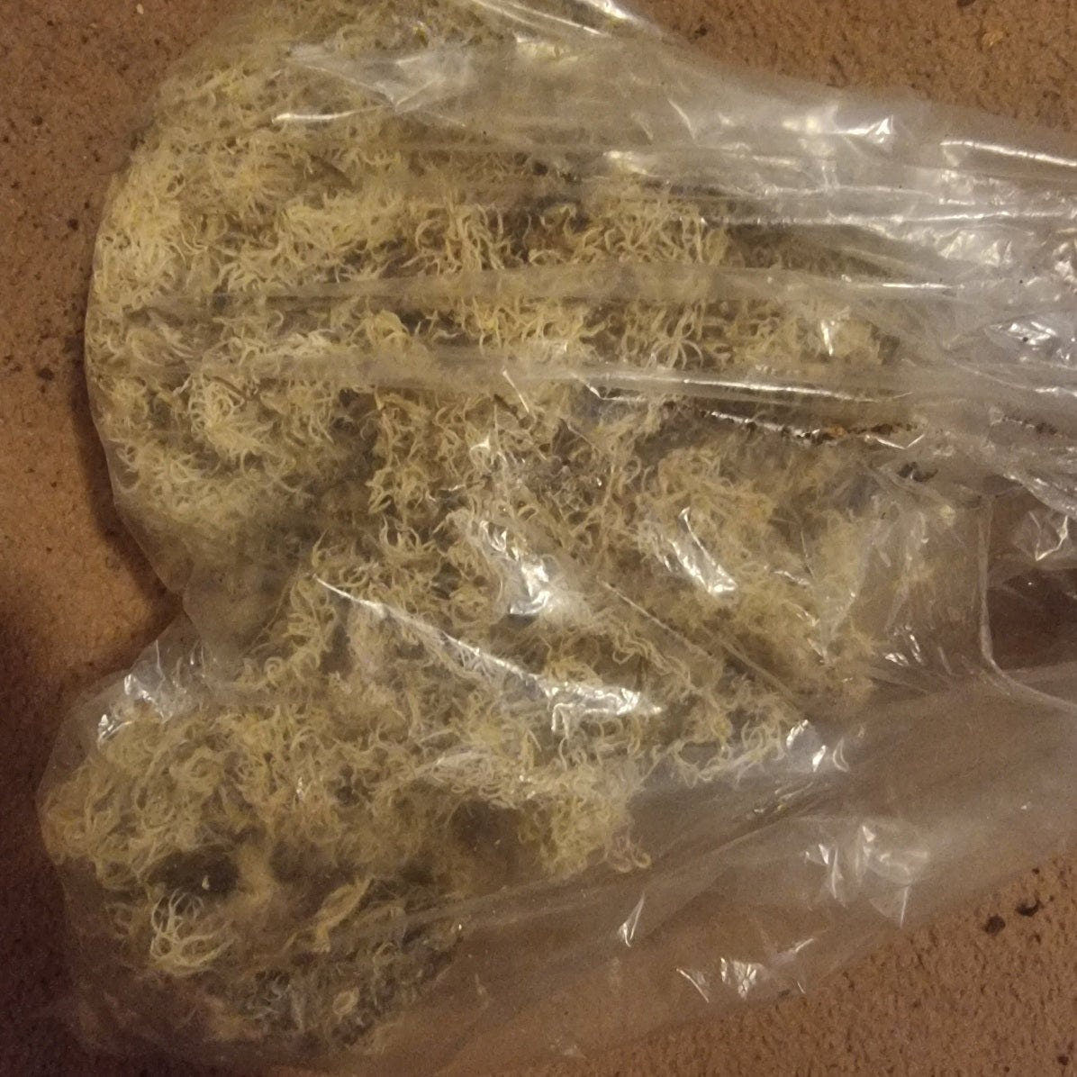 A clear plastic bag packed with dried pale cream sphagnum moss, set down on a brown carpet.