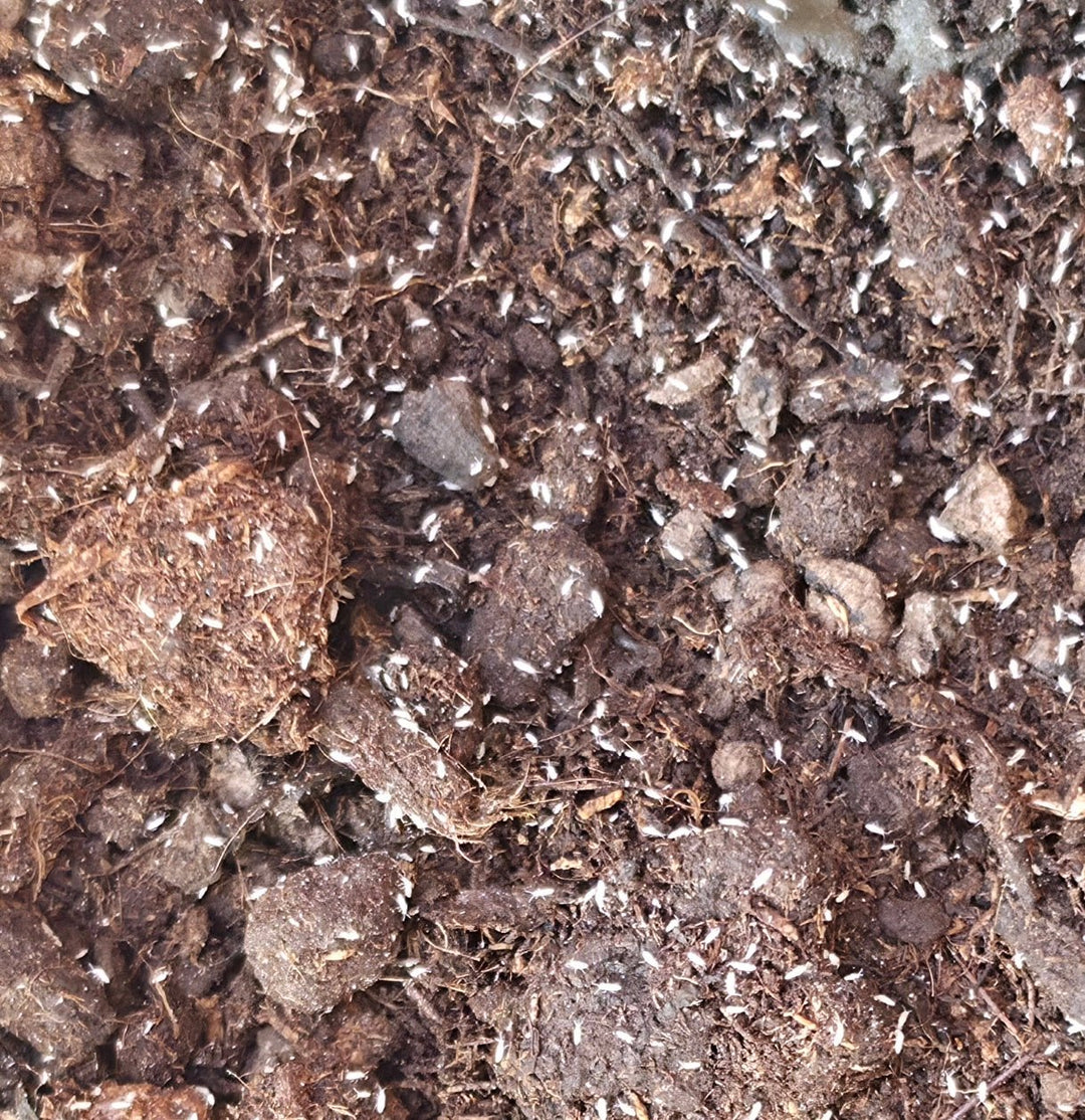 Do Isopods Eat Springtails? - Isopods For Sale UK | PostPods