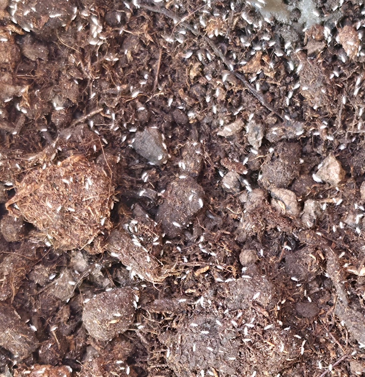 Do Isopods Eat Springtails? - Isopods For Sale UK | PostPods
