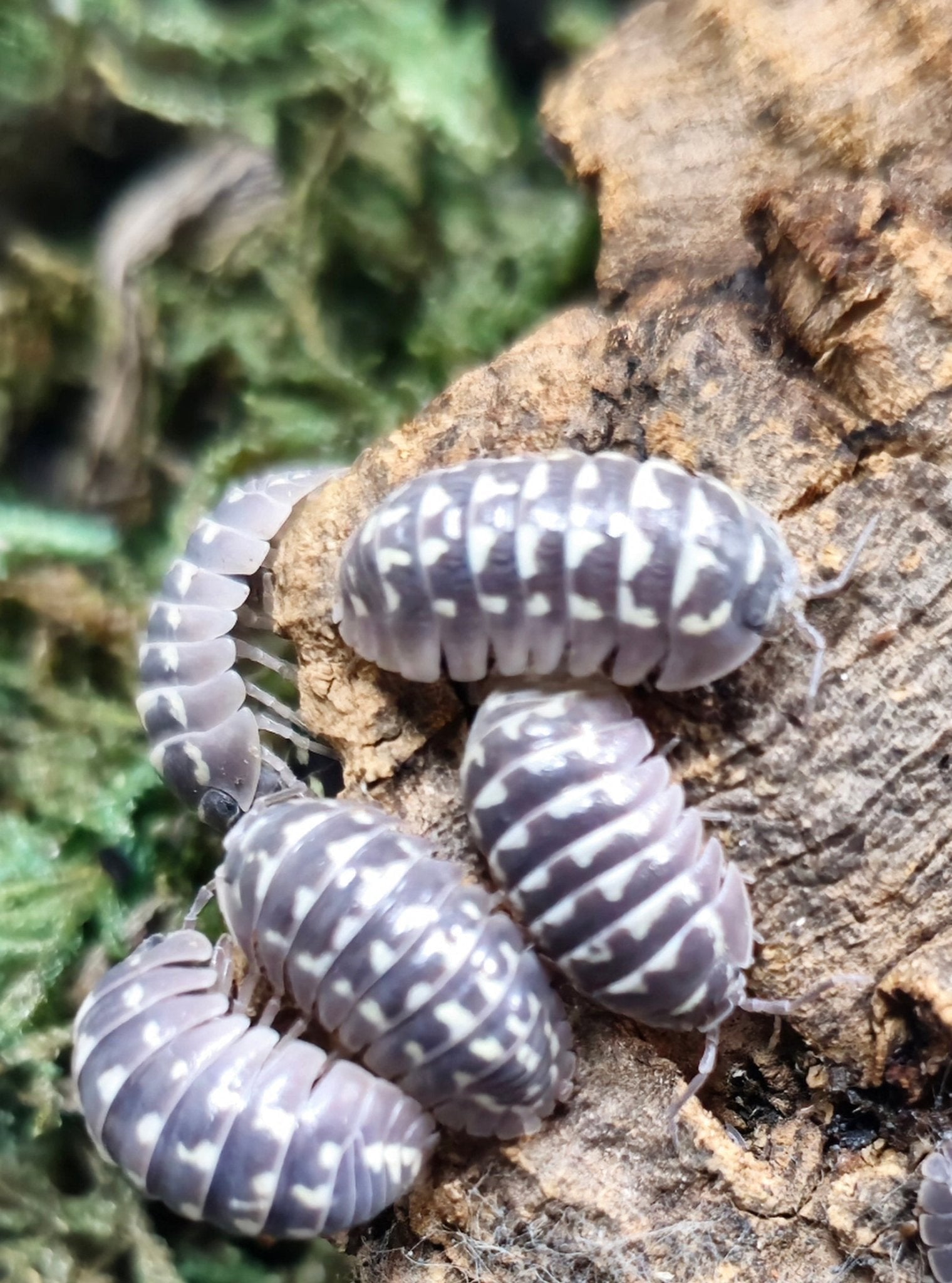 Five grey-purple isopods marked with cream on pale bark, with green moss to the left.