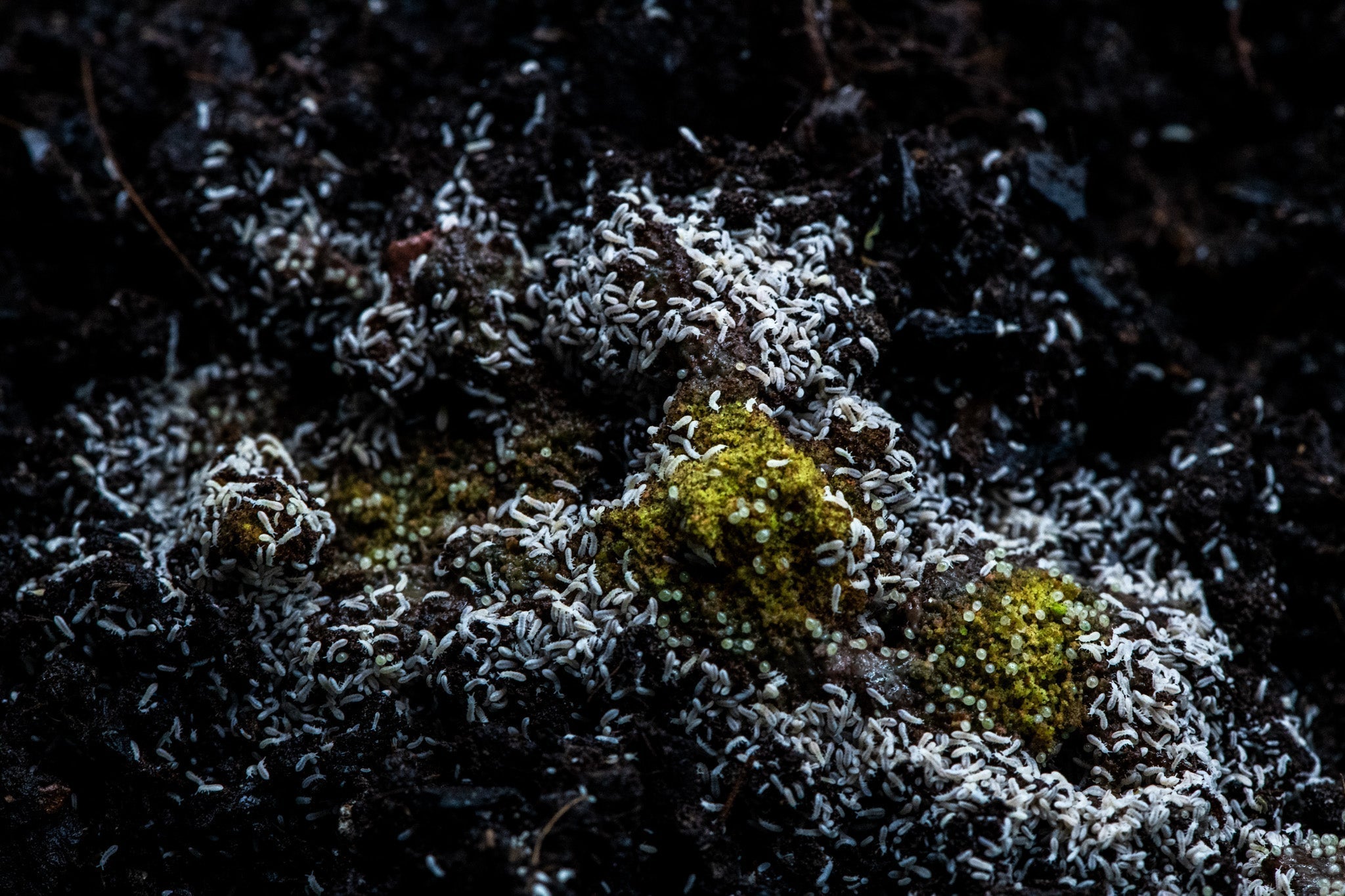 Many small white springtails massed over dark substrate around clumps of yellow-green moss.