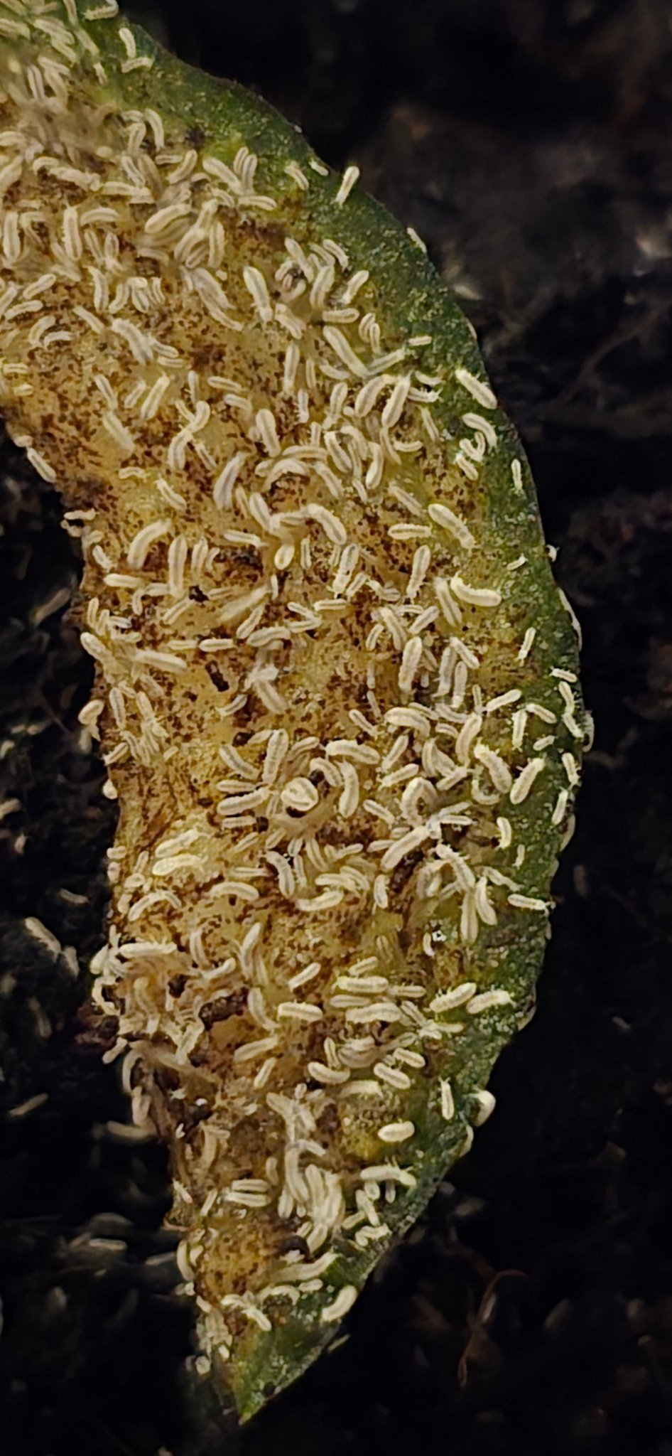 Snowflake springtails Onychiuridae sp