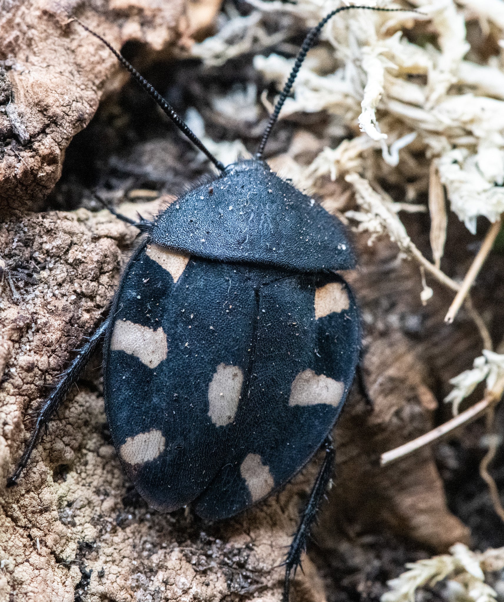 Indian Spotted / Domino Cockroach, Therea petiveriana
