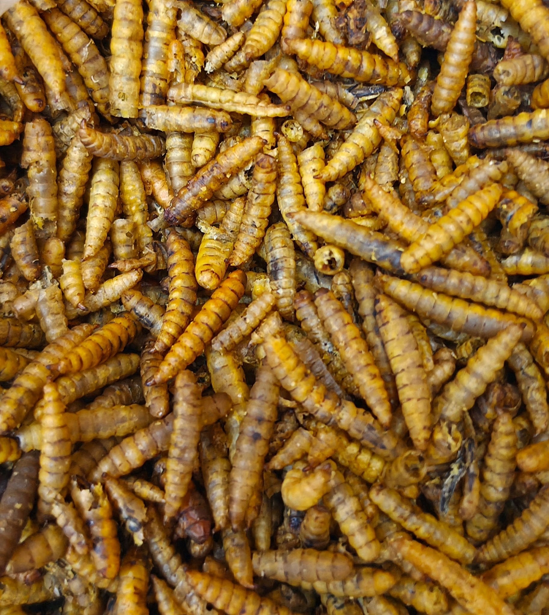 A close-up pile of dried calciworms, the golden-brown segmented larvae of the black soldier fly