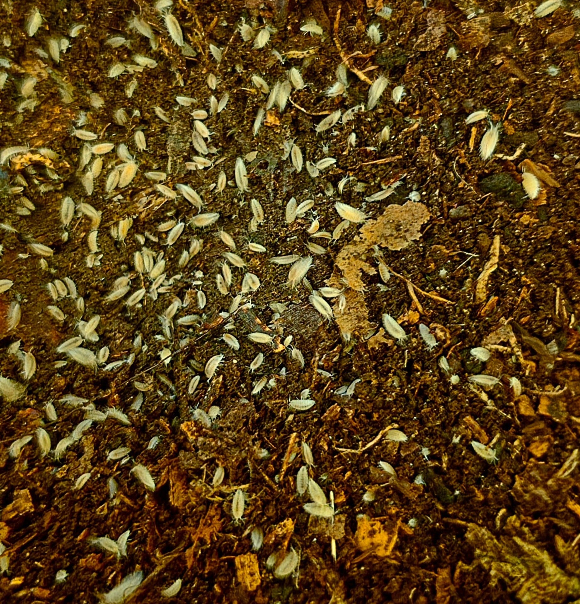 Many small cream Dwarf White isopods scattered across dark brown substrate flecked with wood.