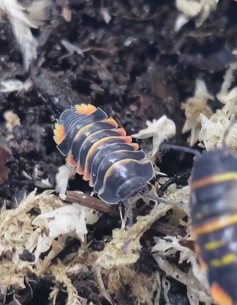 Merulanella ember bee isopods