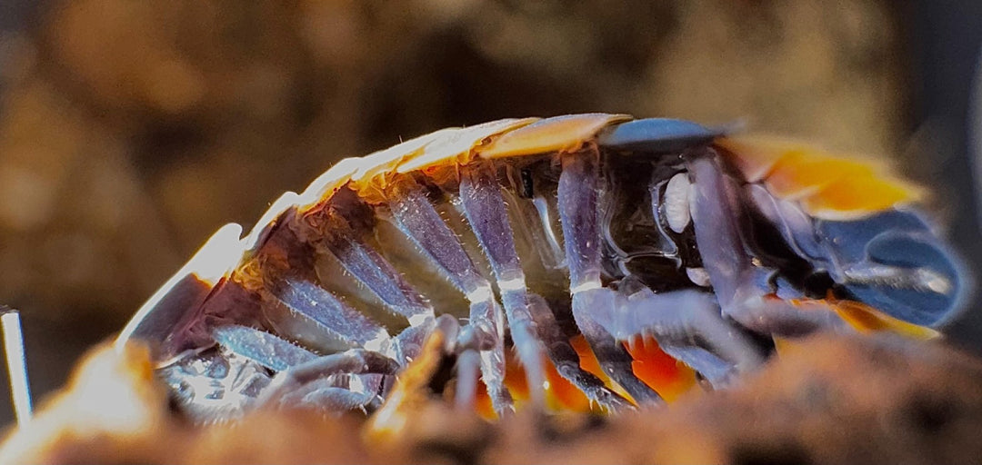 Extreme close view of an Ember Bee isopod, pale legs beneath dark segments edged in bright orange.