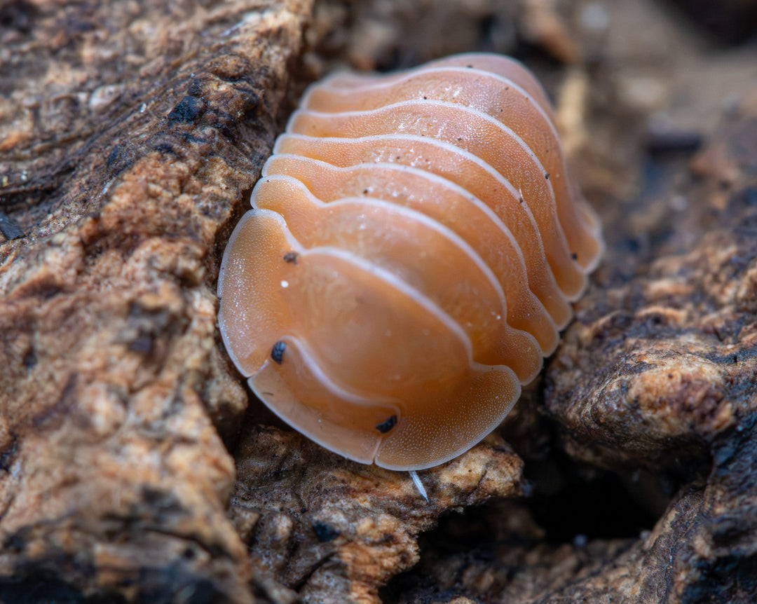 orangey brown large  isopod which is wider than most isopods laying on cork bark which is brown but has soil on it too
