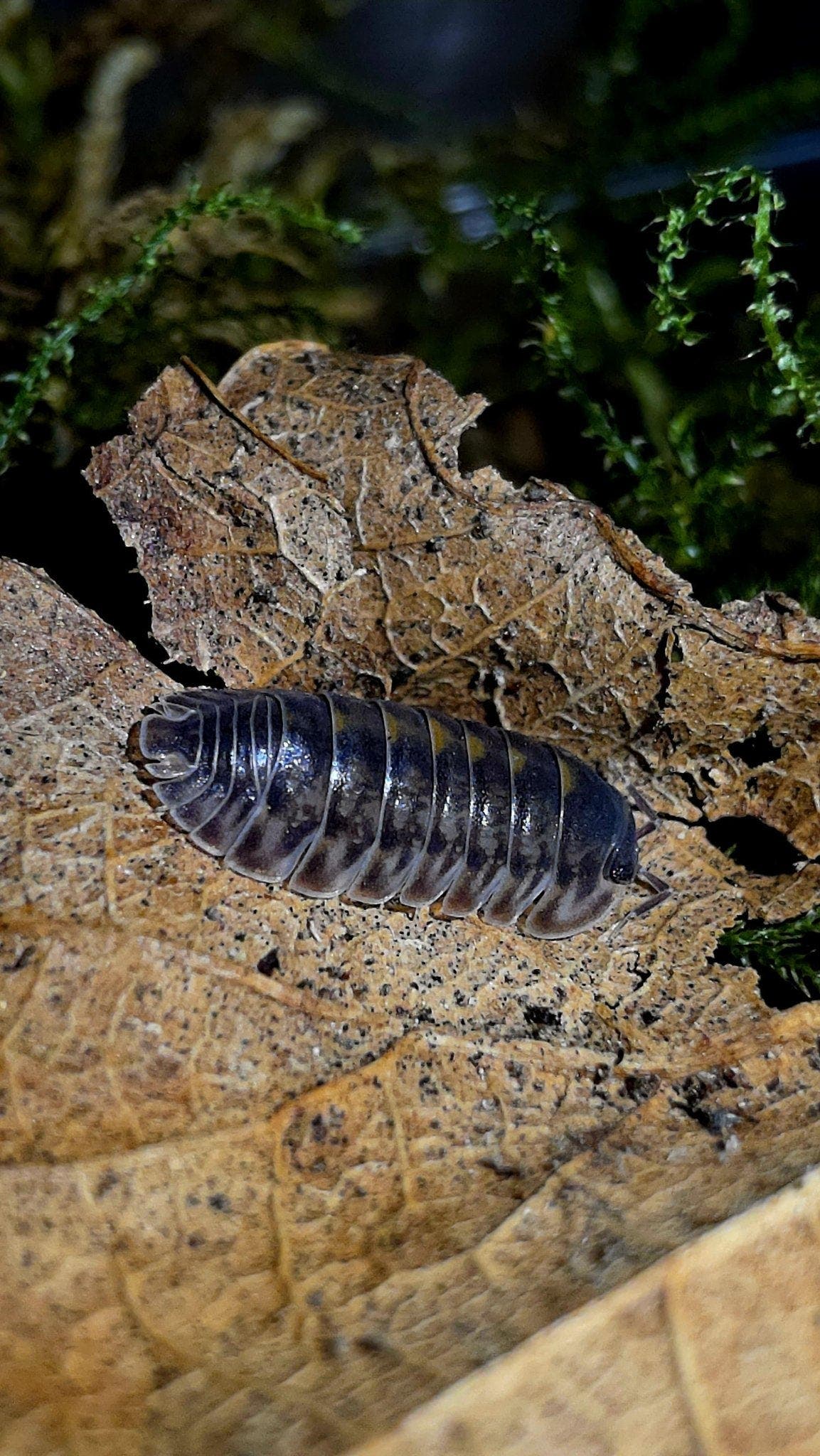 A dark blue-grey isopod with pale yellow flank spots on a dry brown leaf, green moss behind.