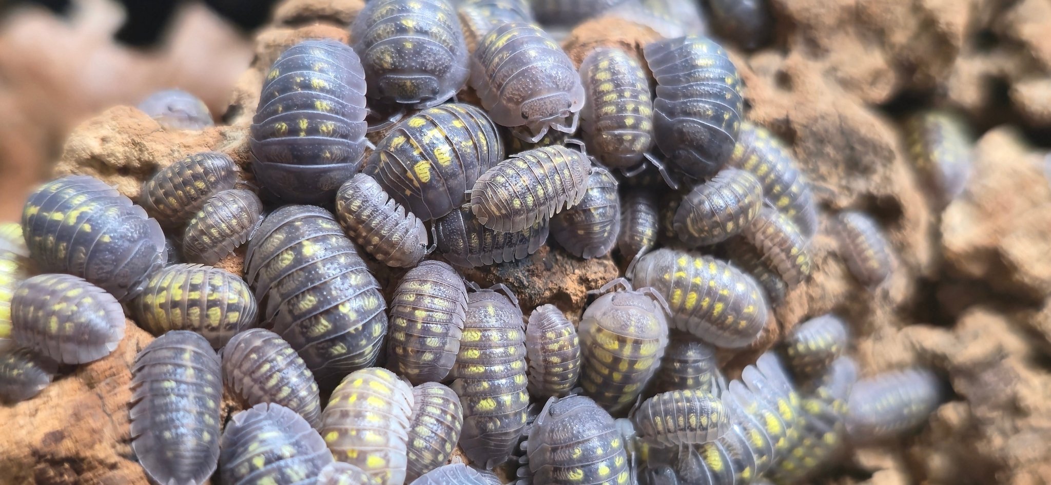 A tightly packed group of grey isopods marked with yellow spots, heaped over orange-brown cork.