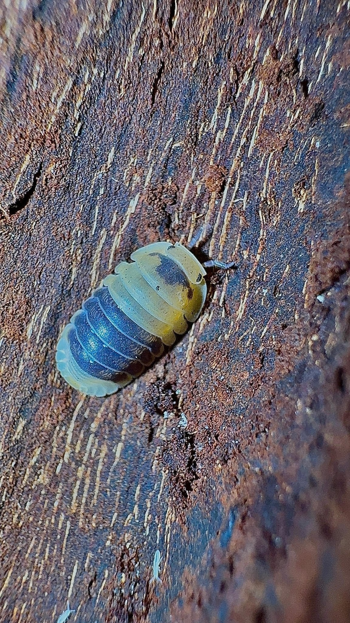 A cream isopod with a dark blue-grey band over its rear plates, on streaky reddish-brown wood.