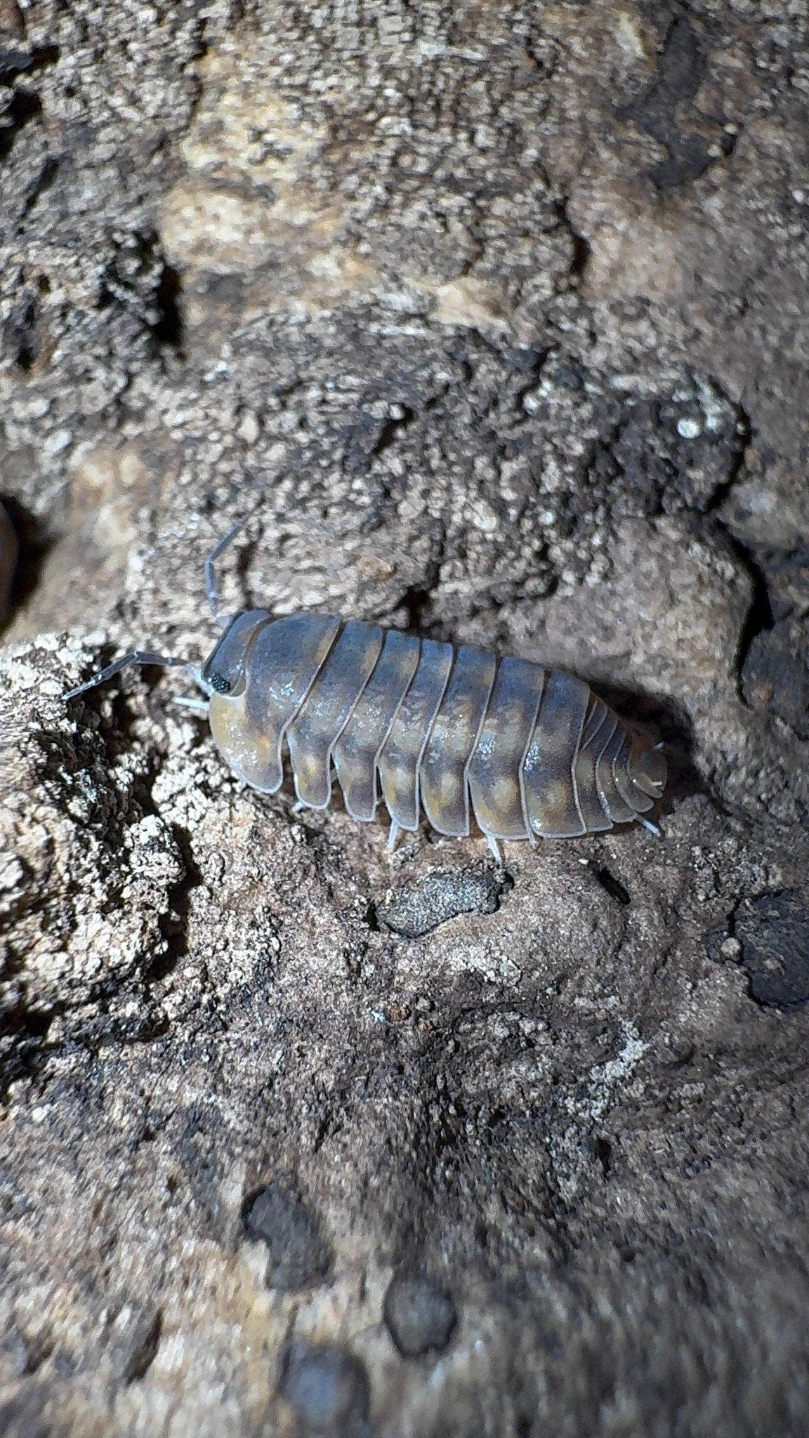 A grey isopod mottled with yellow and brown on rough pale wood, antennae out in front.