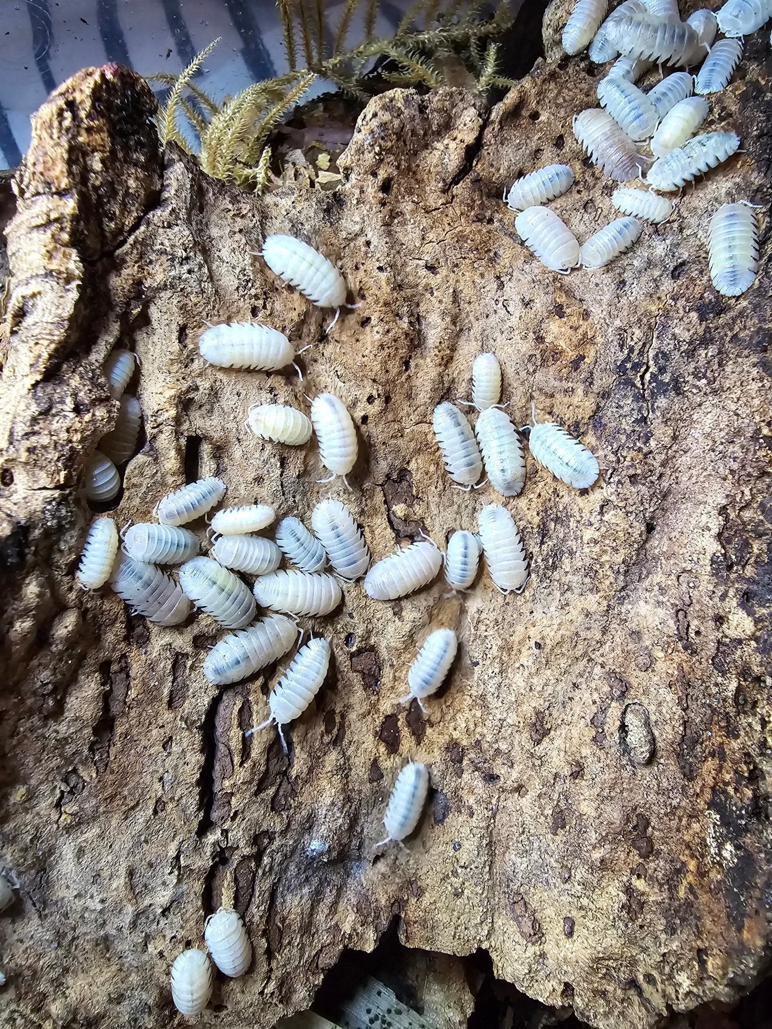 Many small white isopods scattered across a broad piece of tan cork bark, dried moss along the top.