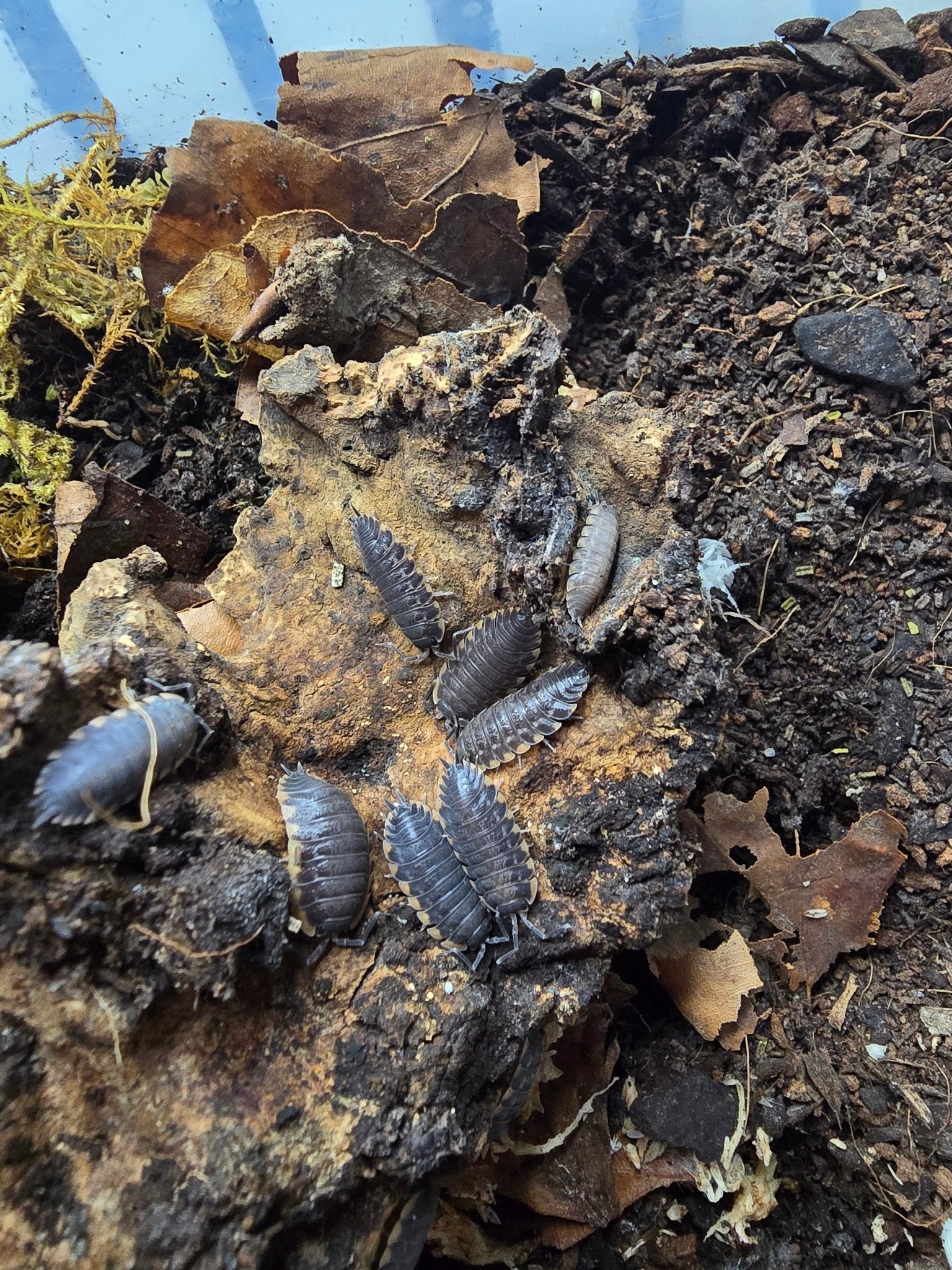 Grey isopods with pale side edging on a piece of rotting wood among dead leaves and dark soil.