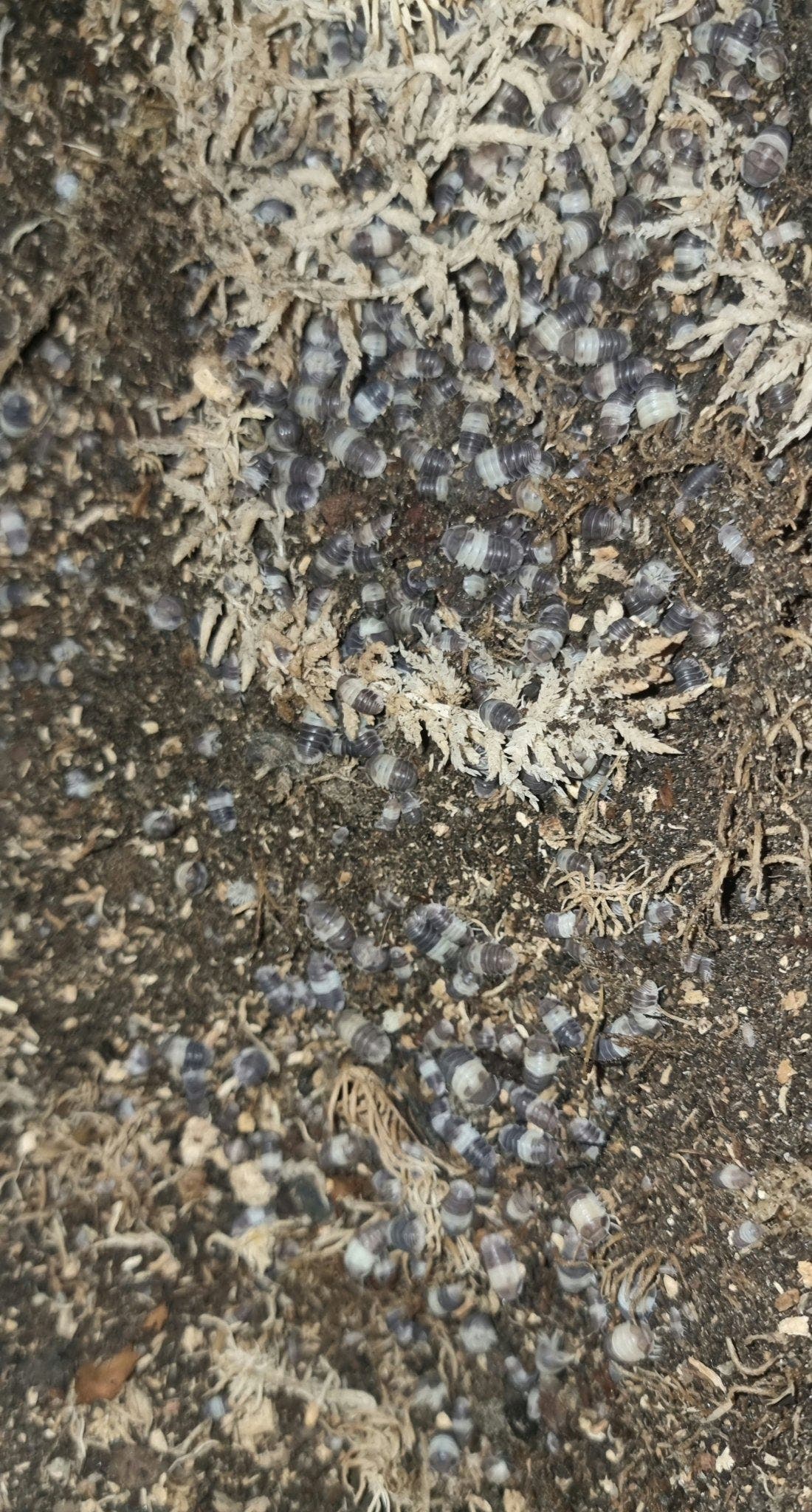 Dozens of small grey and white banded isopods spread over dark substrate strewn with pale dried moss.
