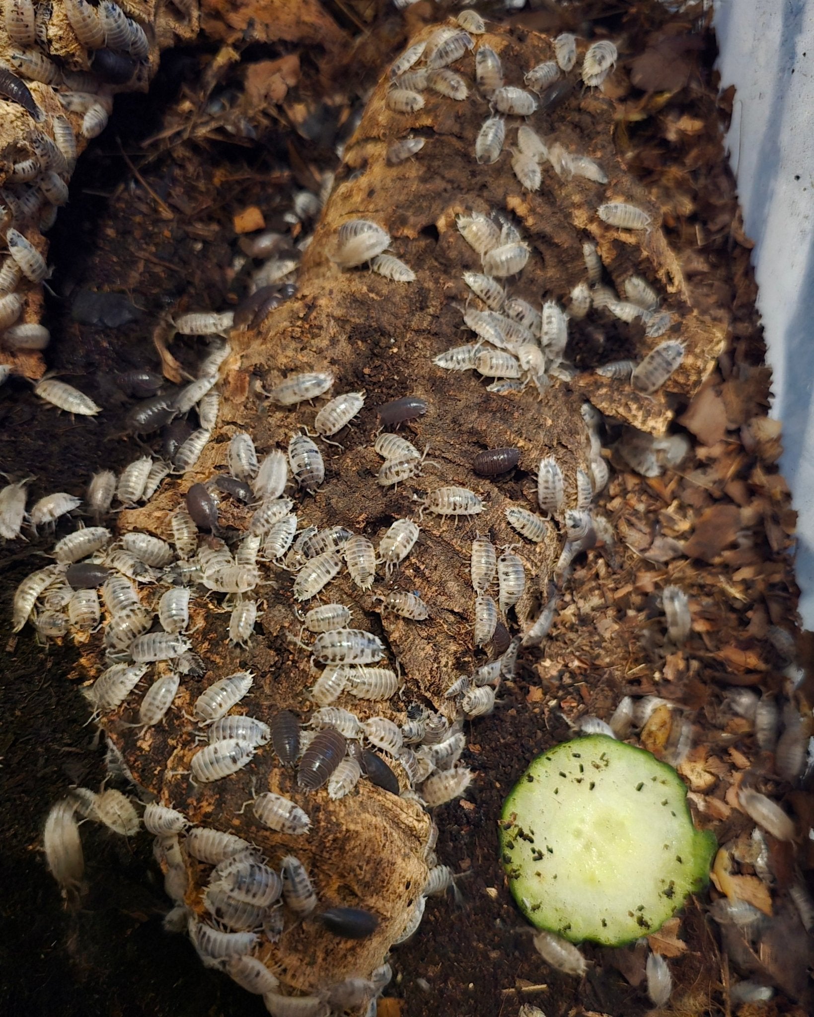 Pale cream isopods and a few dark ones all over a cork log, with a fresh cucumber slice on the substrate.