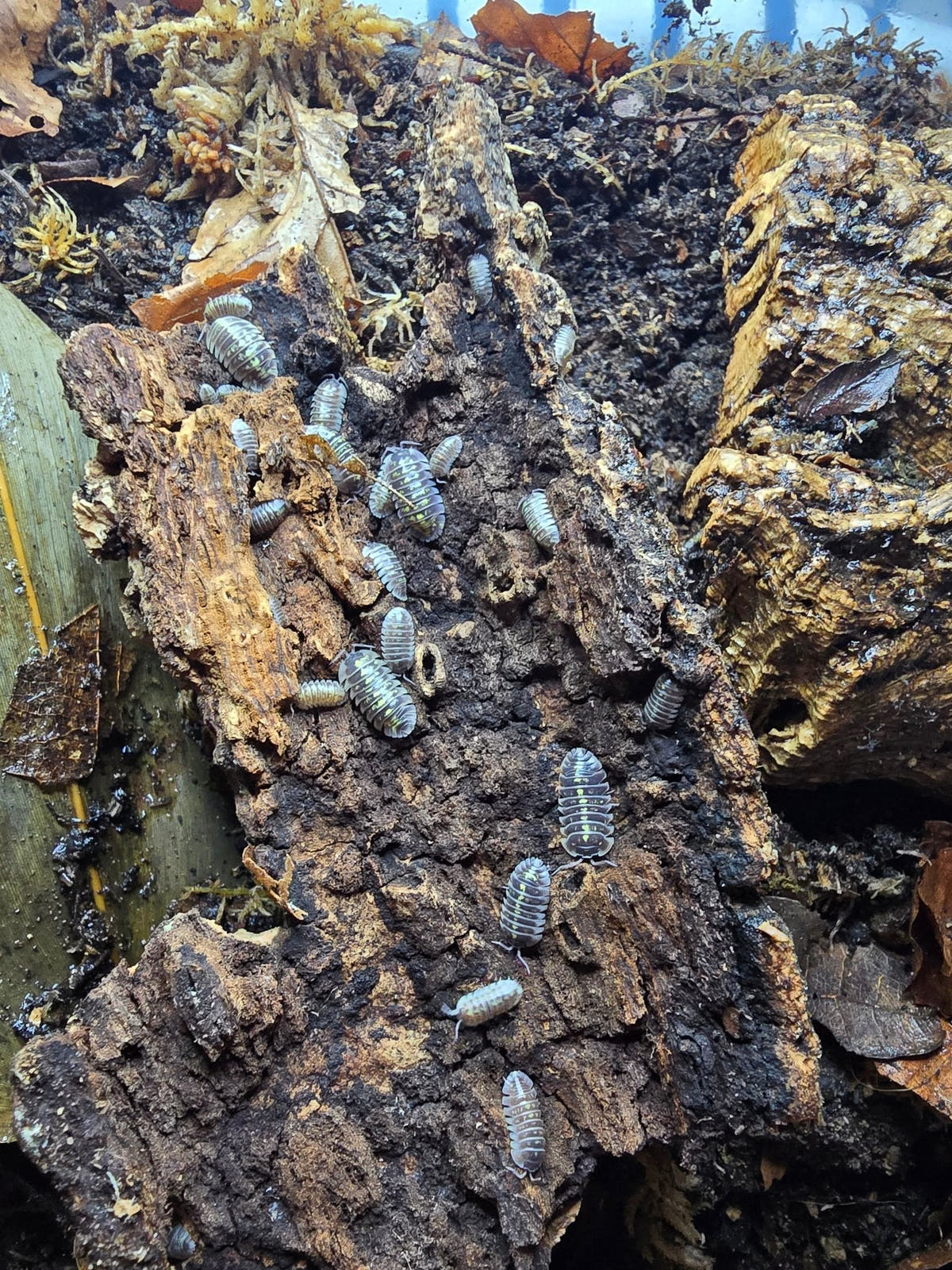 Feeding isopods freeze dried fruit and vegetables - Isopods For Sale UK | PostPods
