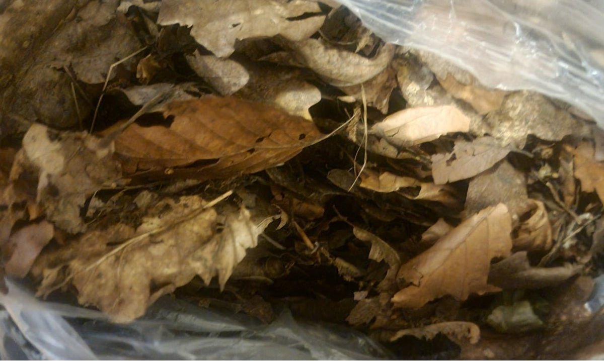 Dry brown leaf litter packed inside a clear plastic bag, the leaves creased and broken.
