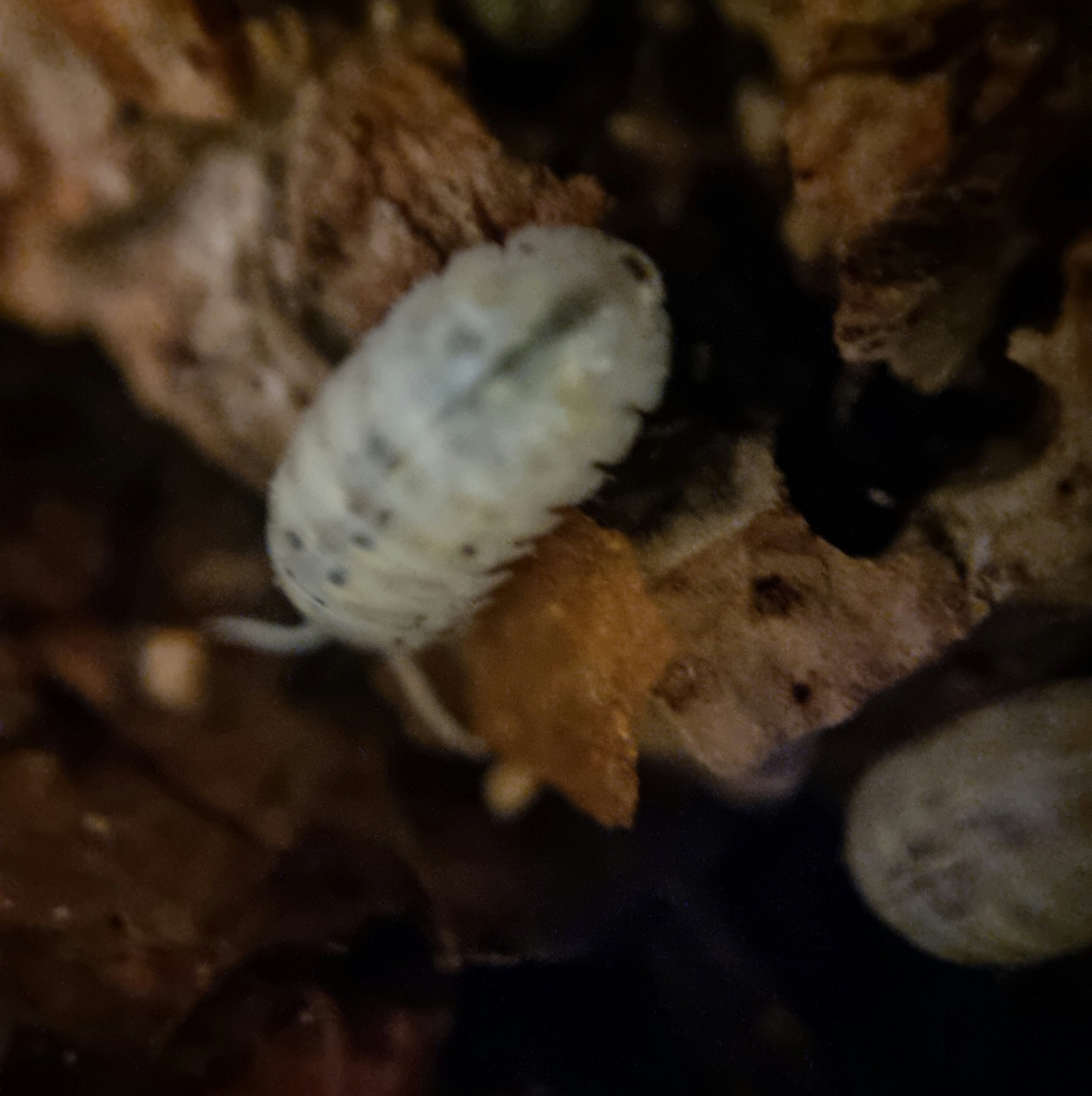 A white isopod speckled with grey on a piece of brown bark, another pale one blurred at the lower right.