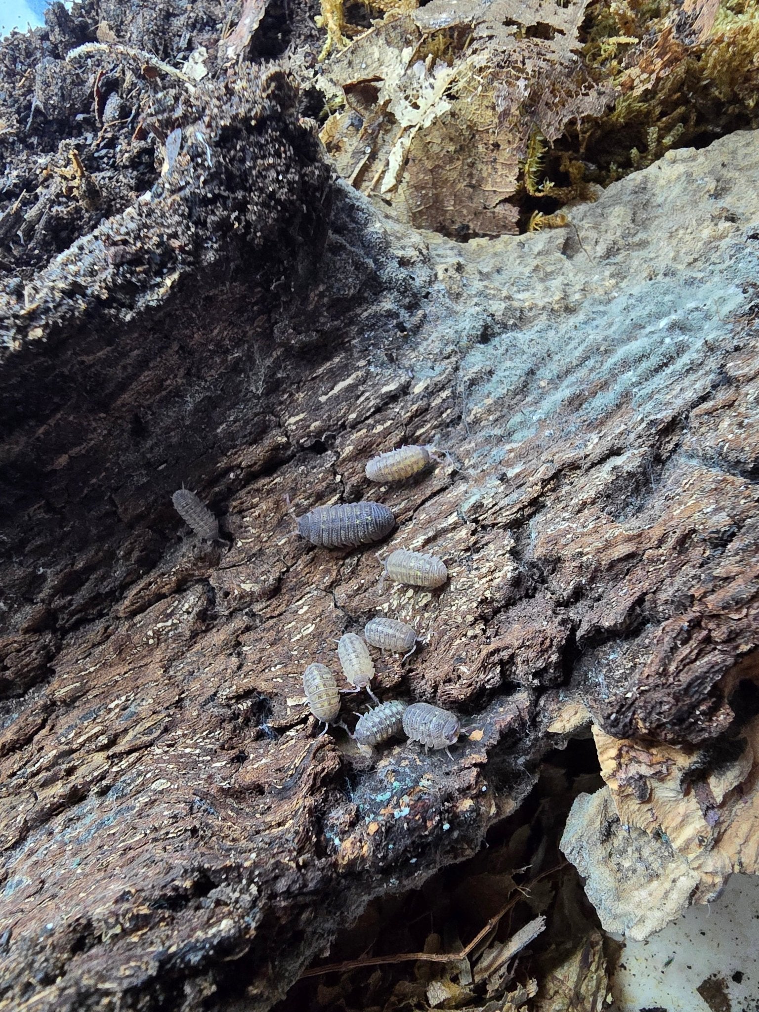 About nine small grey-brown isopods in a loose line across rough bark, moss and a chalky white patch above.