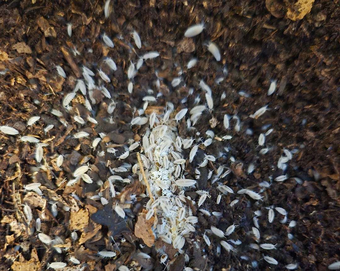 very small white isopod looking like grains of rice with a black spine