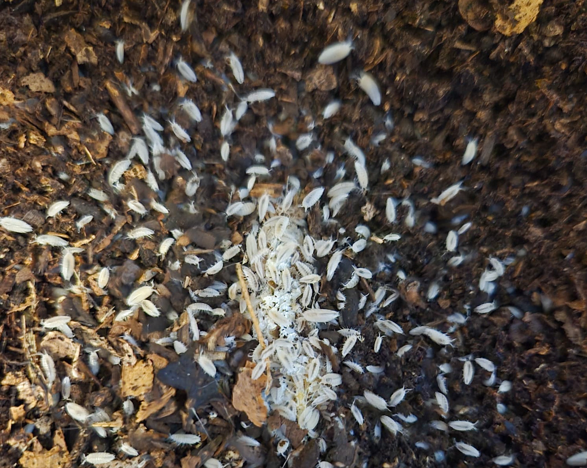 very small white isopod looking like grains of rice with a black spine