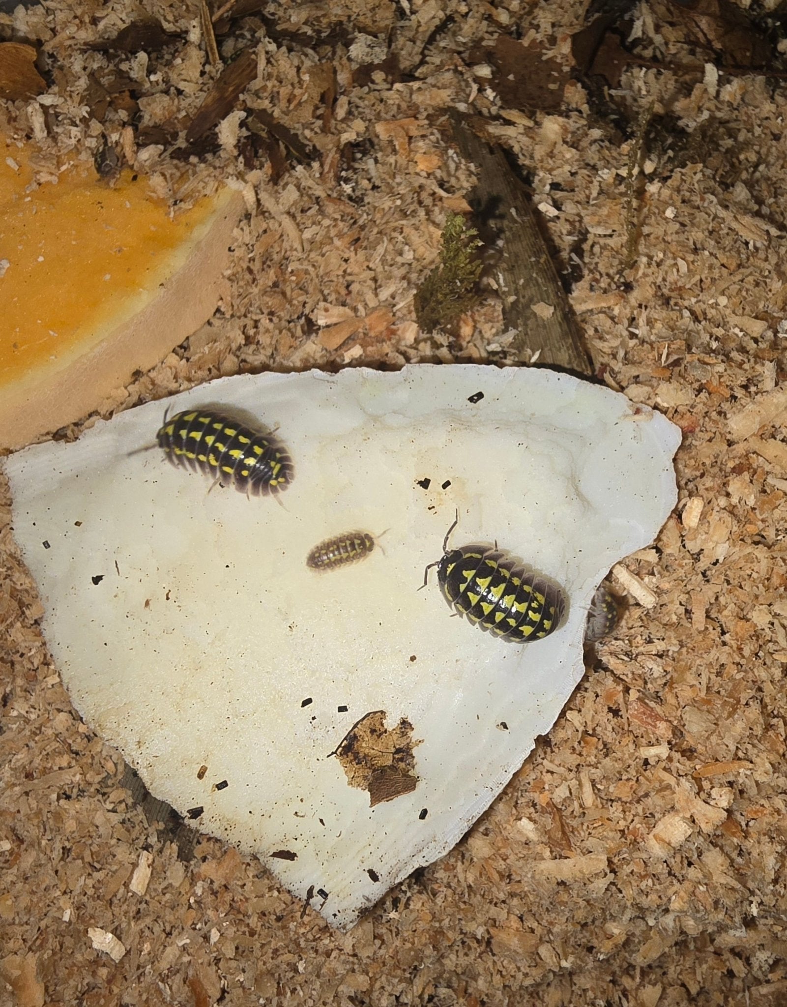 Black isopods marked with yellow triangles on a white cuttlebone over pale wood shavings, an orange slice at one corner.