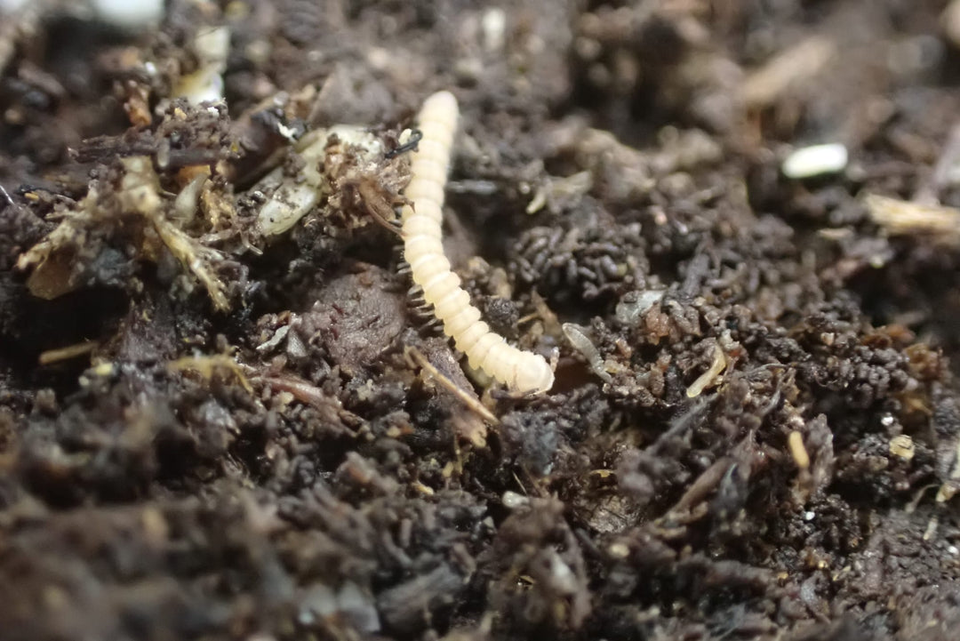 A small pale cream millipede with rows of fine dark legs, on dark crumbly substrate scattered with pale flecks.
