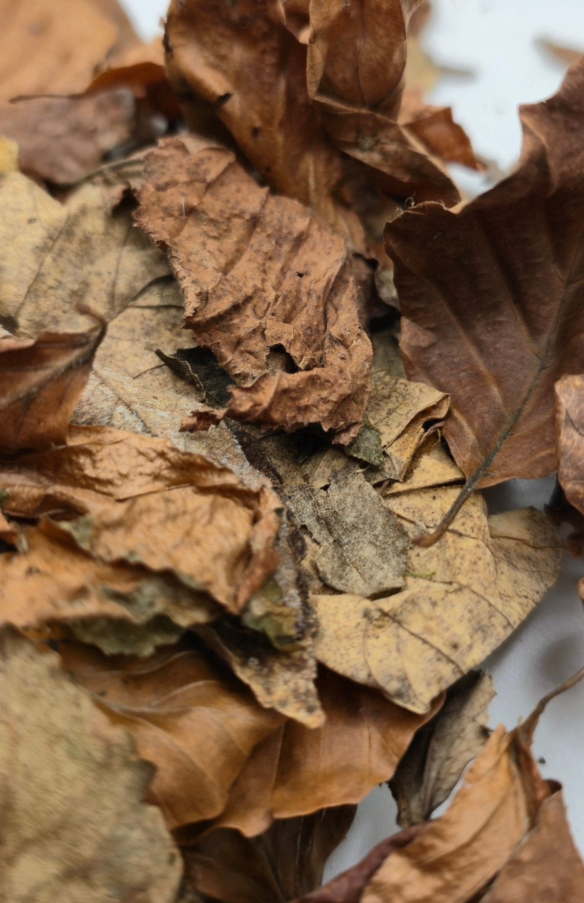 Leaf Litter for Isopods, Mixed Broadleaf, 1L
