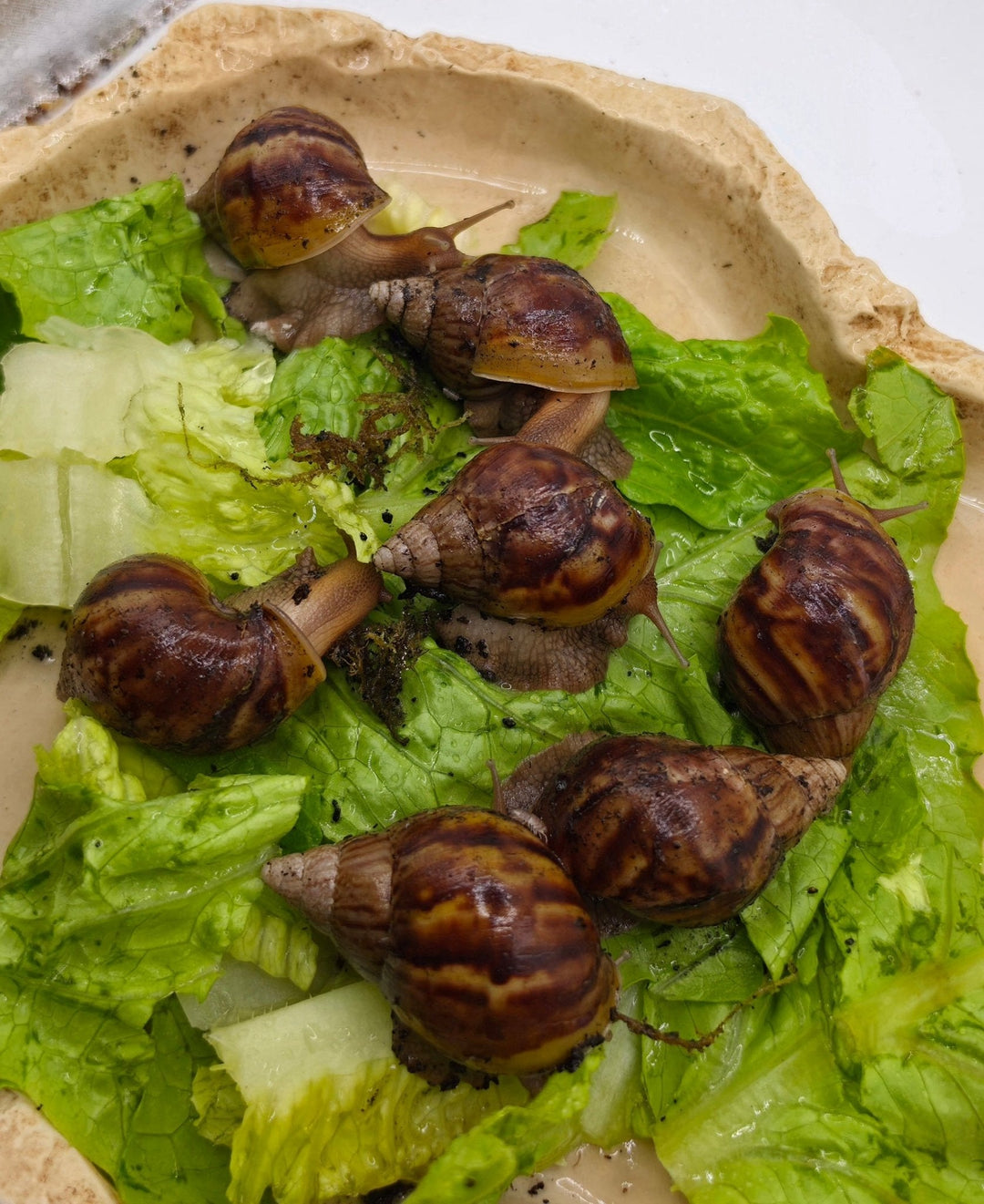 Giant African Land Snails - Lissachatina fulica