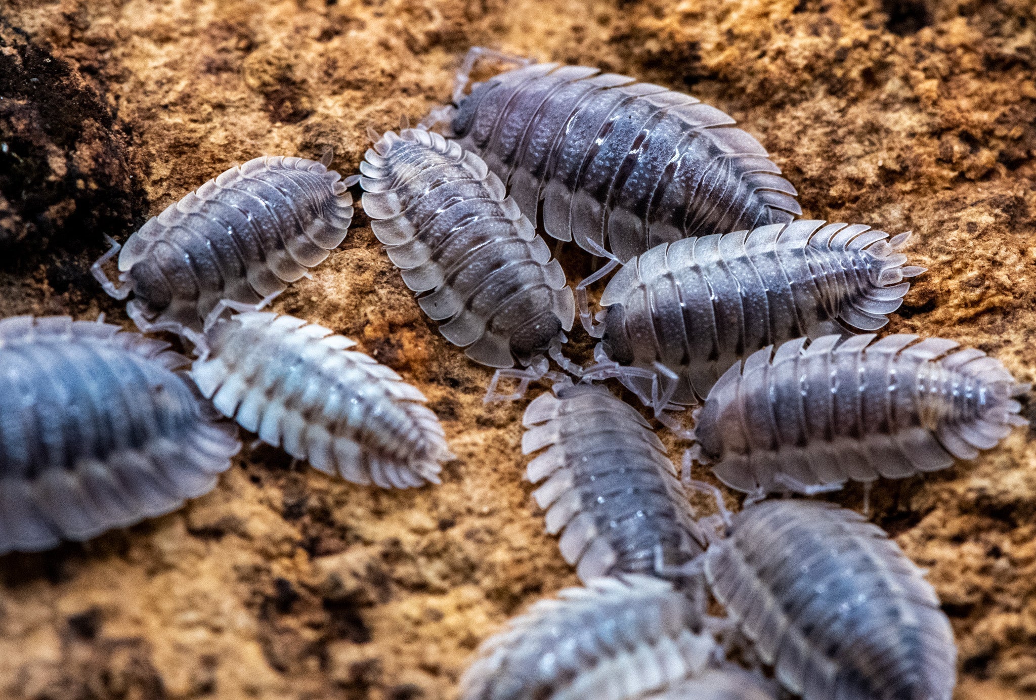 A group of grey isopods with pale ridged edges gathered on a rough tan surface.