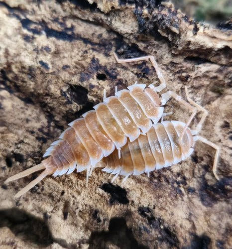 Two isopods mottled orange and cream, side by side on pale tan bark streaked with black.