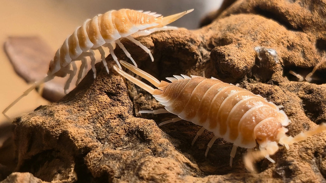 Two orange Porcellio hoffmannseggii isopods with pale-edged segments and long pale uropods, on a rough orange-brown surface.