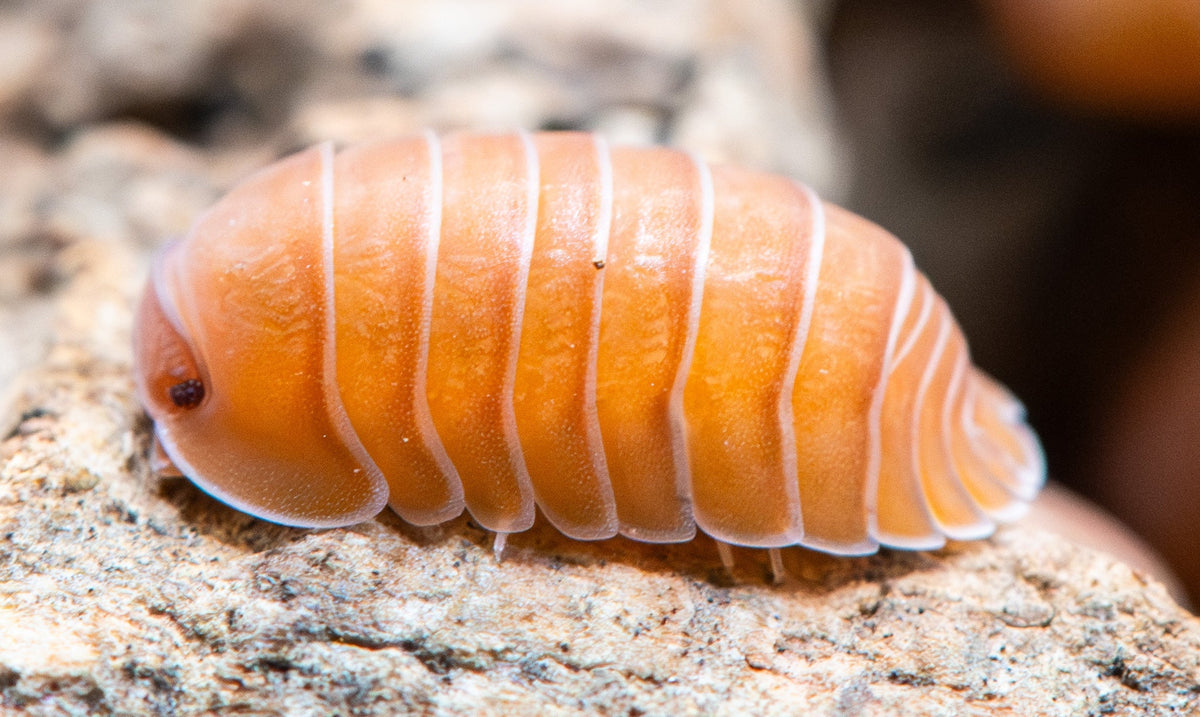 Side view of an adult Cubaris sp. Giant Mandarin isopod on cork bark, deep tangerine orange with white seams between the plates and a red-brown eye