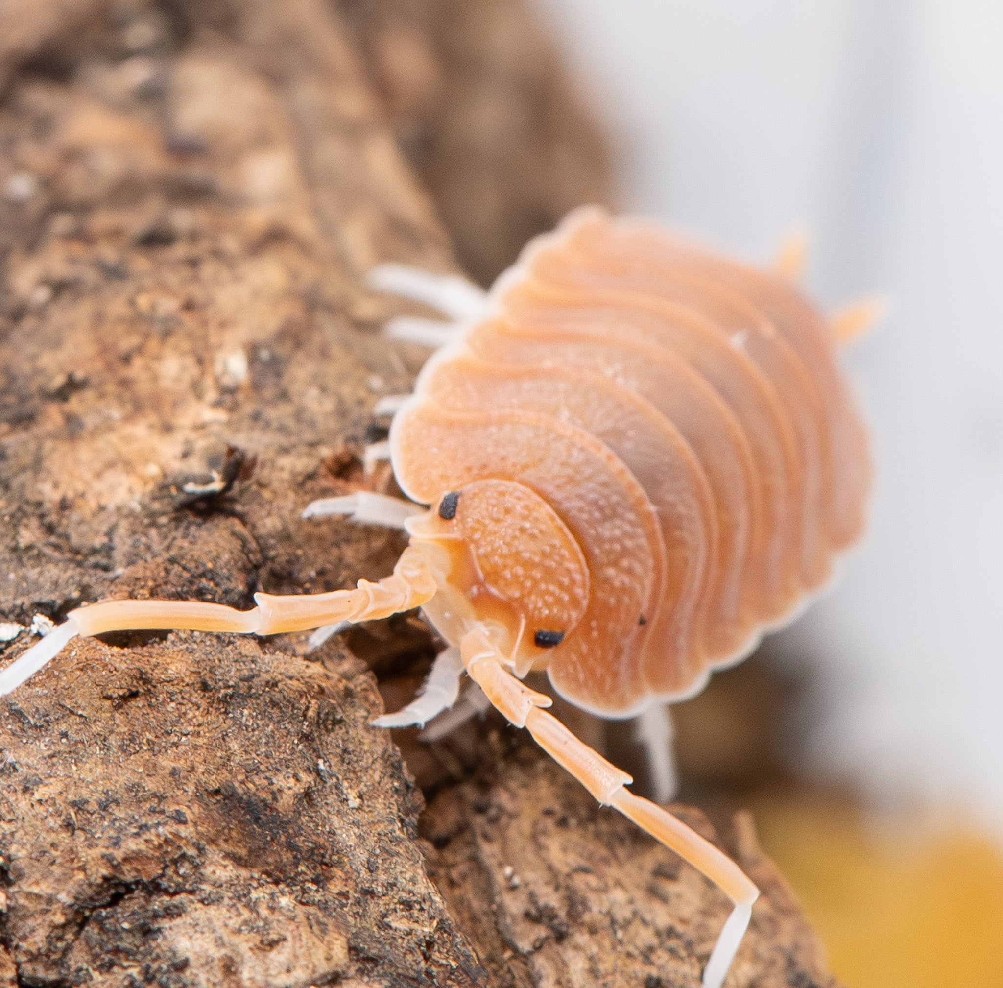 A pale peach isopod with black eyes and long white-tipped legs on rough mid-brown cork bark.