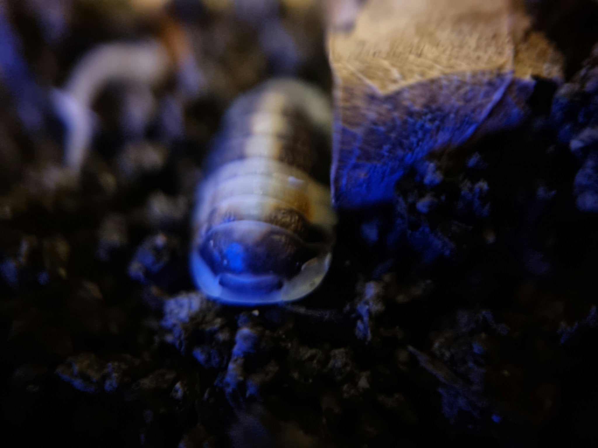 Cubaris isopod for sale
