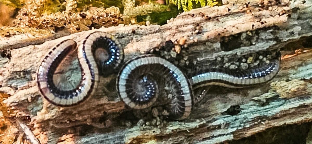 Three millipedes on a pale weathered log, dark bodies with cream bands and pale blue legs, two curled into loops.