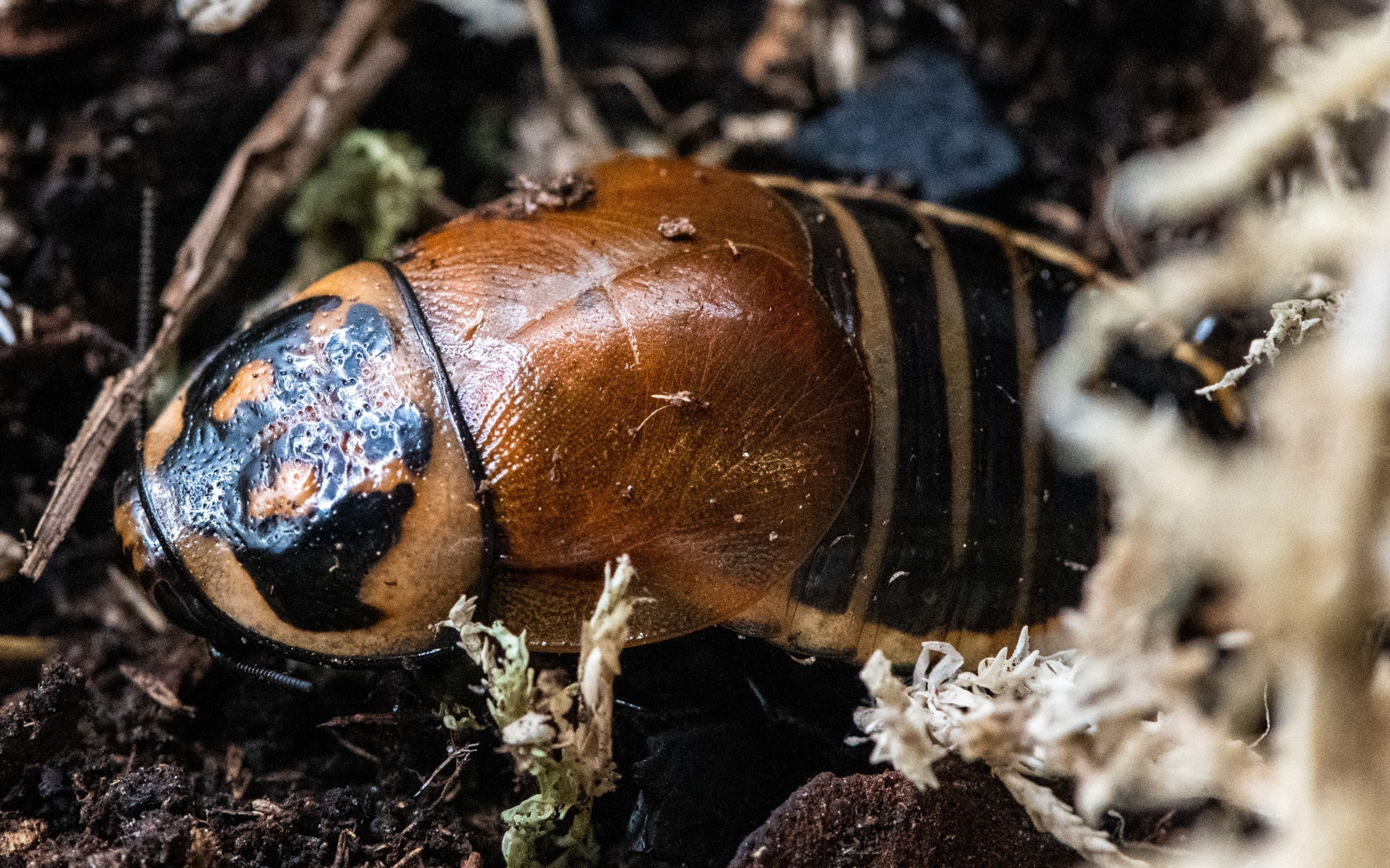 Headlight Cockroaches, Lucihormetica verrucosa